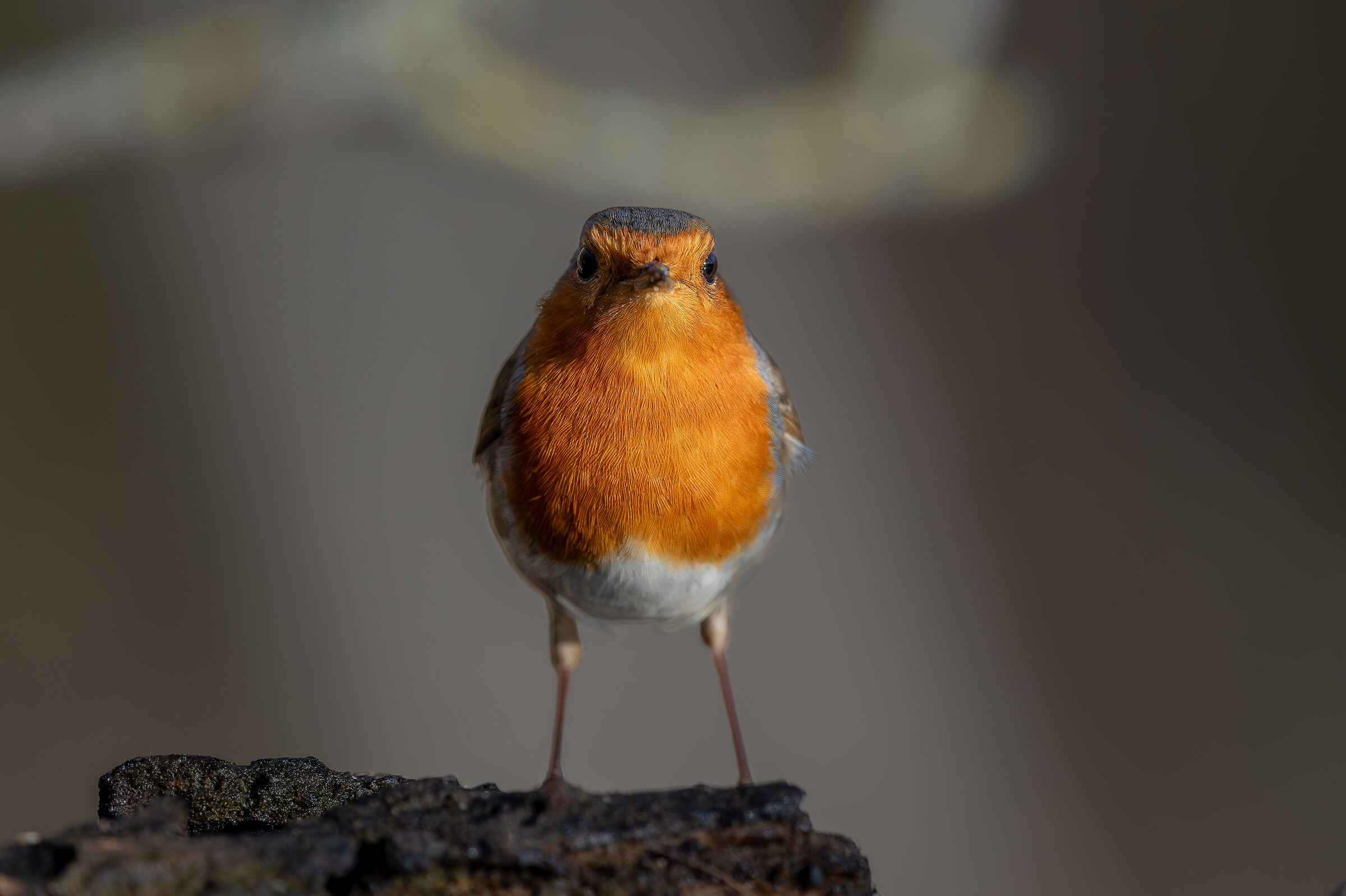 Pettirosso che mi osserva