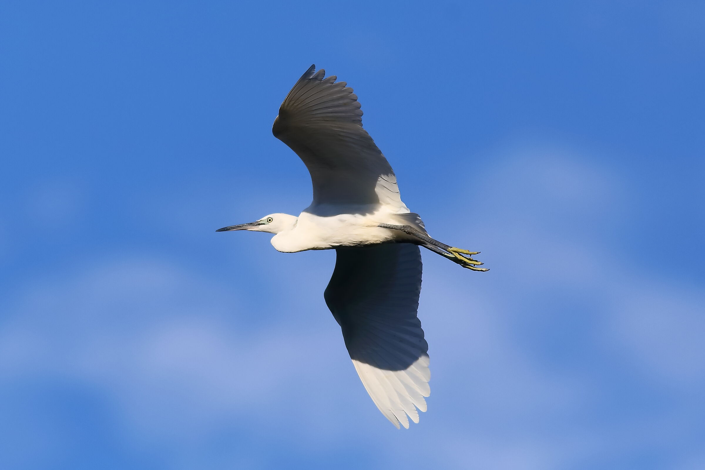Little Egret 09-08-2023