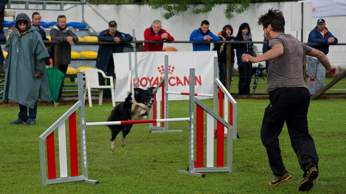 Von David Sporting Dog