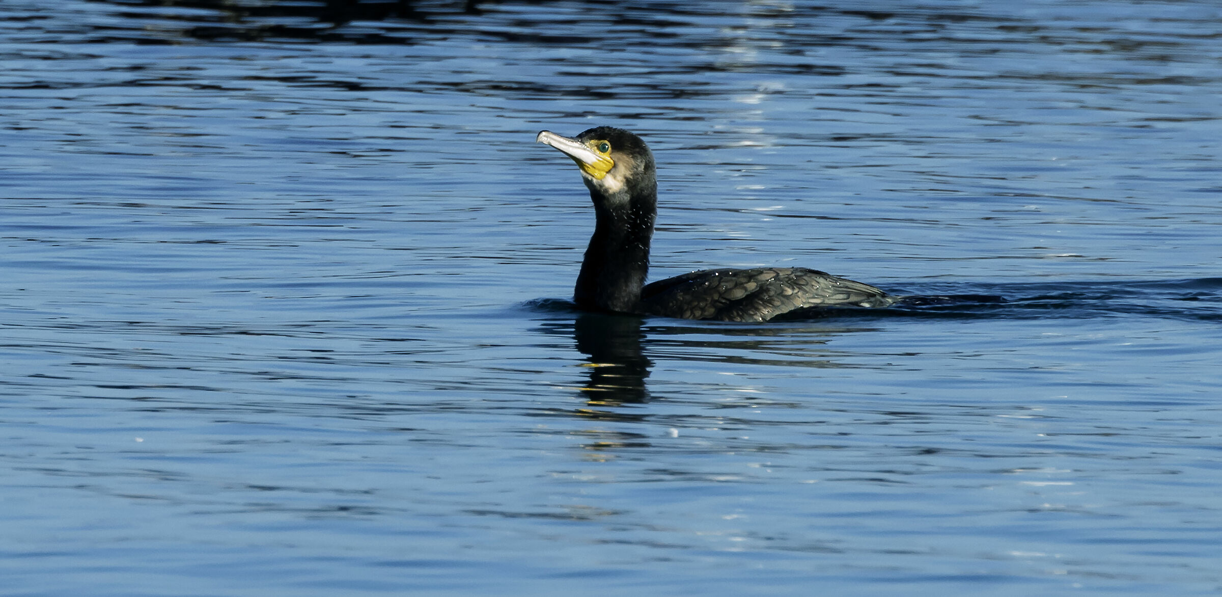 swimming cormorant