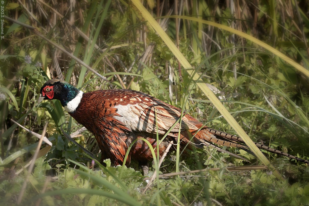 Pheasant ....