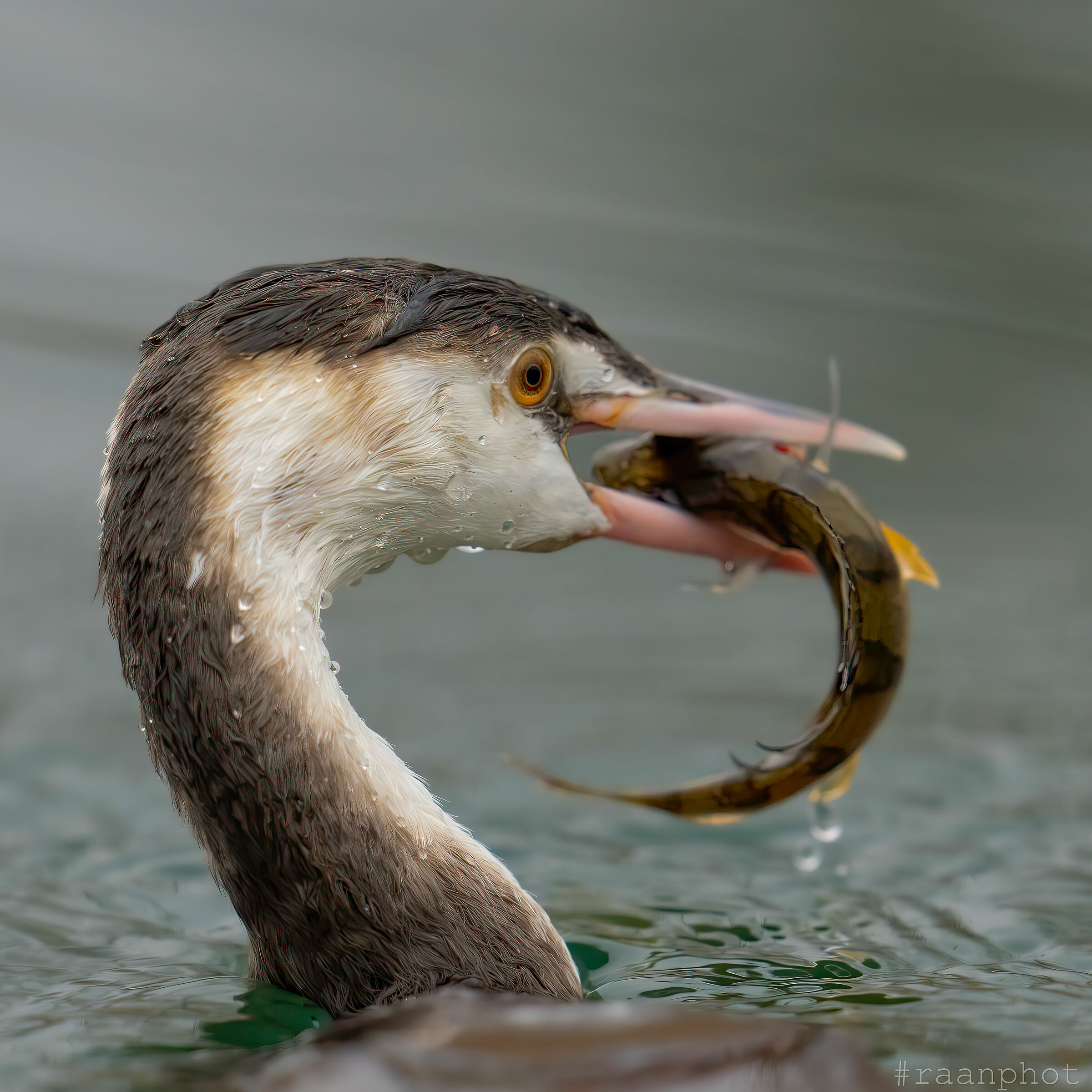Grebe