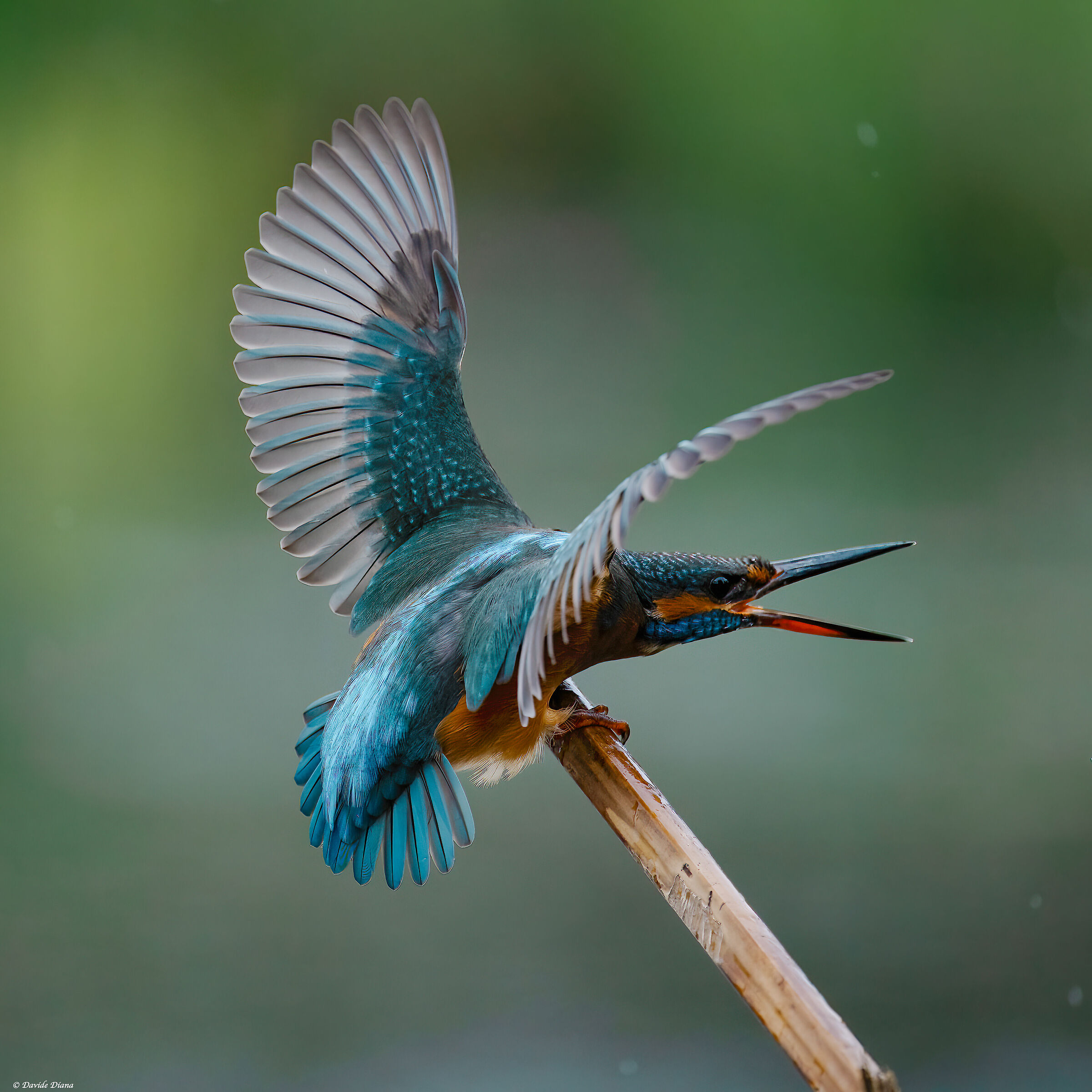 Kingfisher