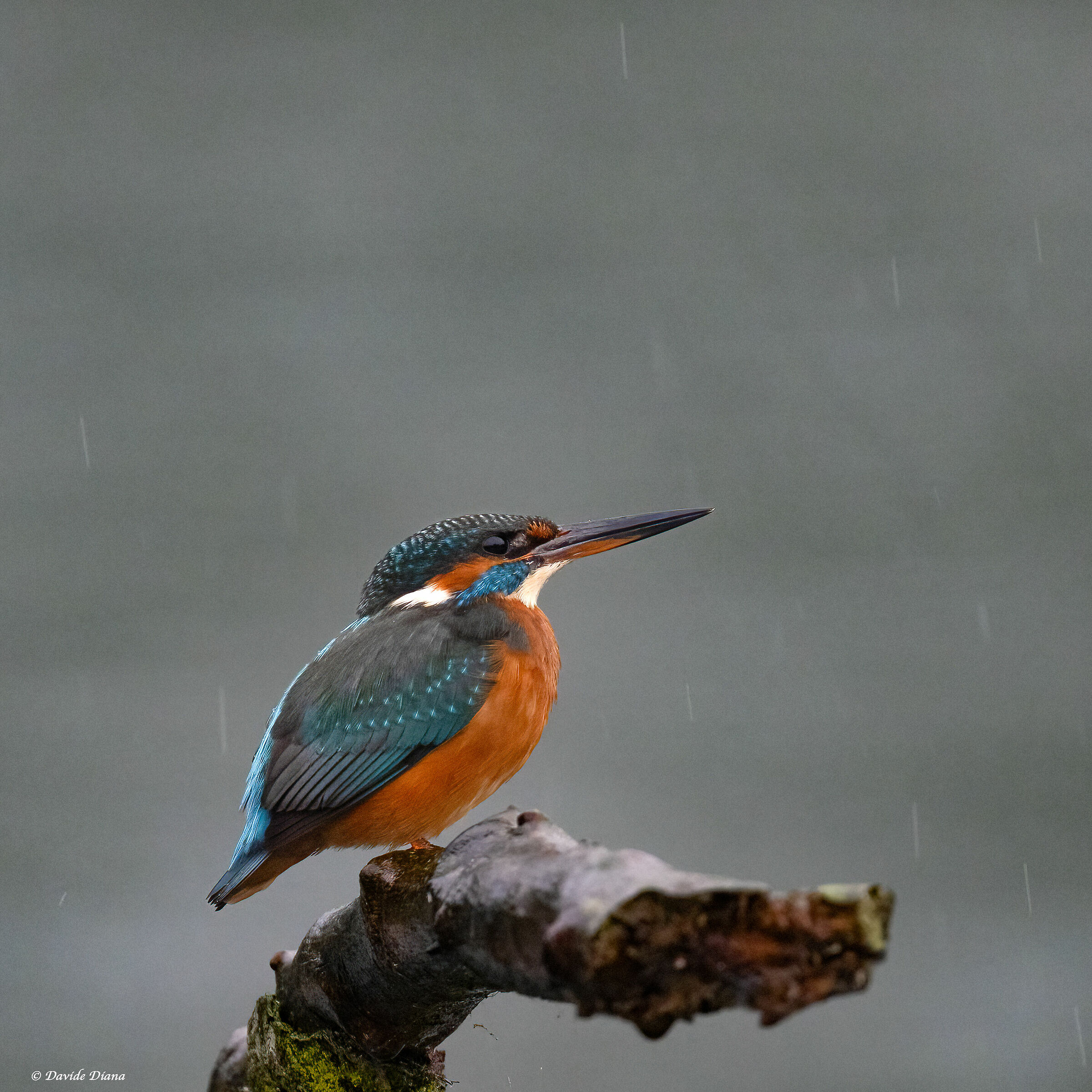 Kingfisher