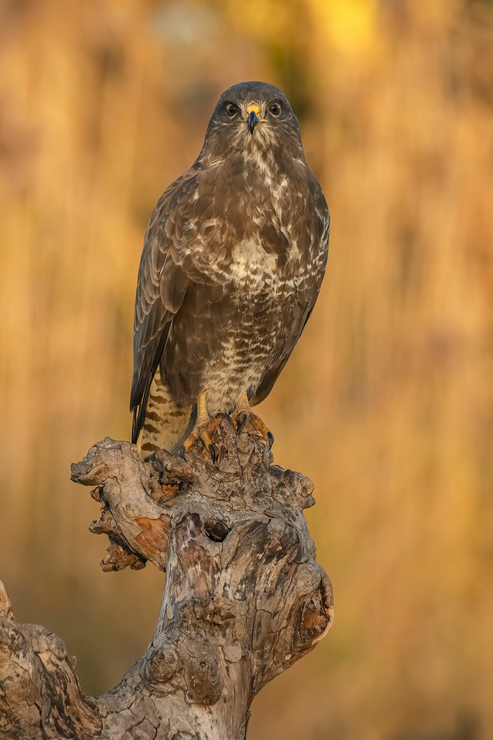 Buzzard