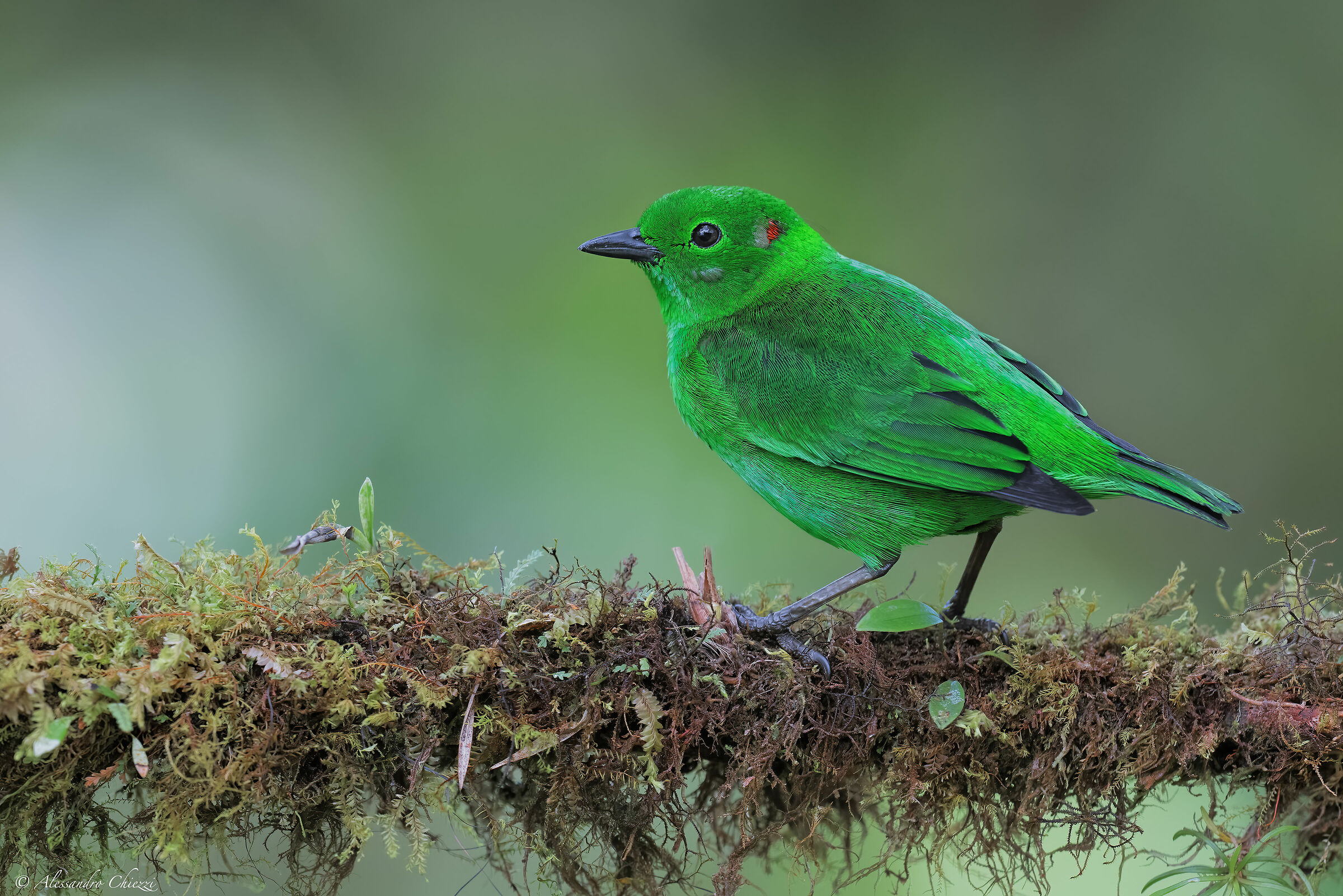 Tangara verde splendente