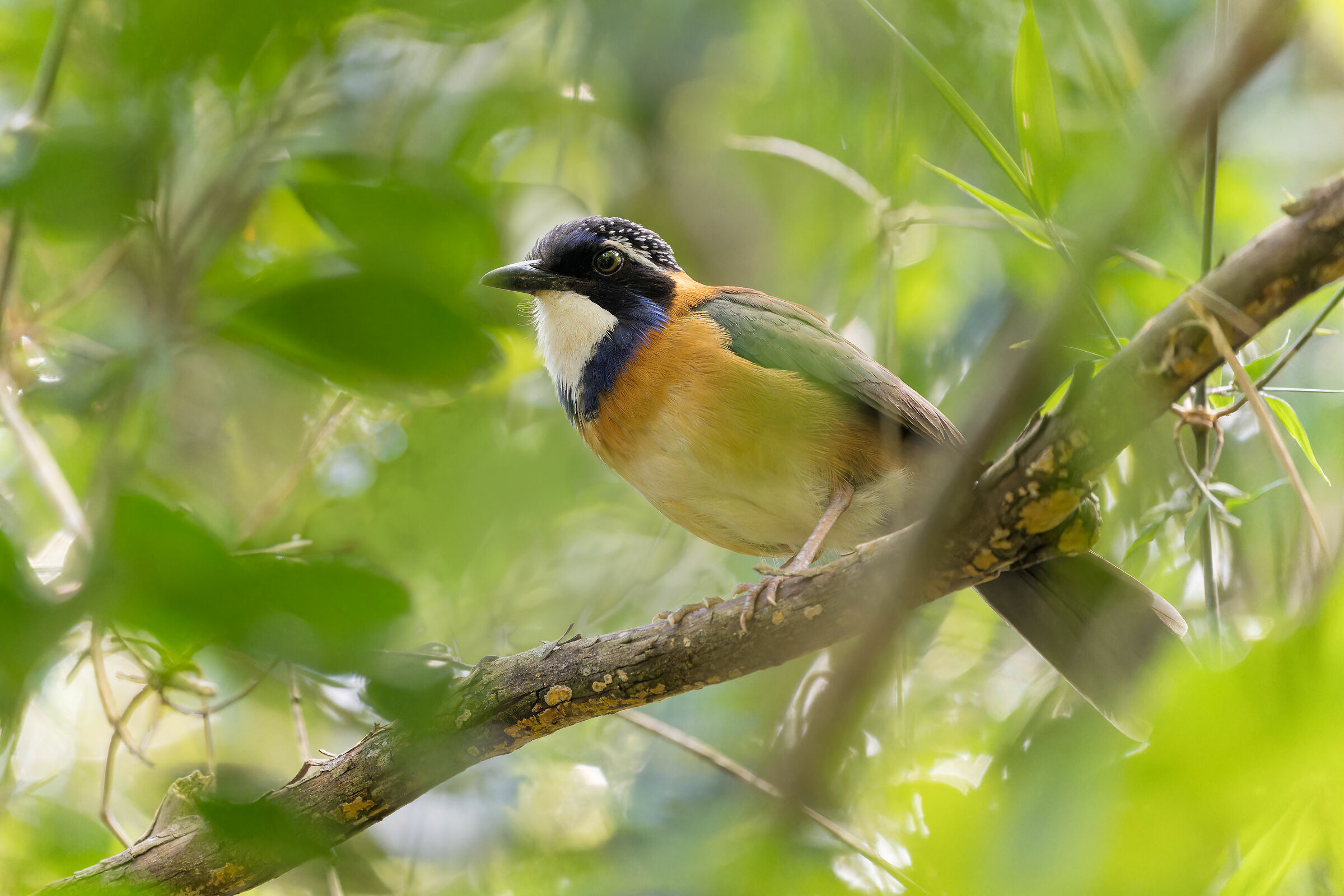 Pitta-like Ground-roller