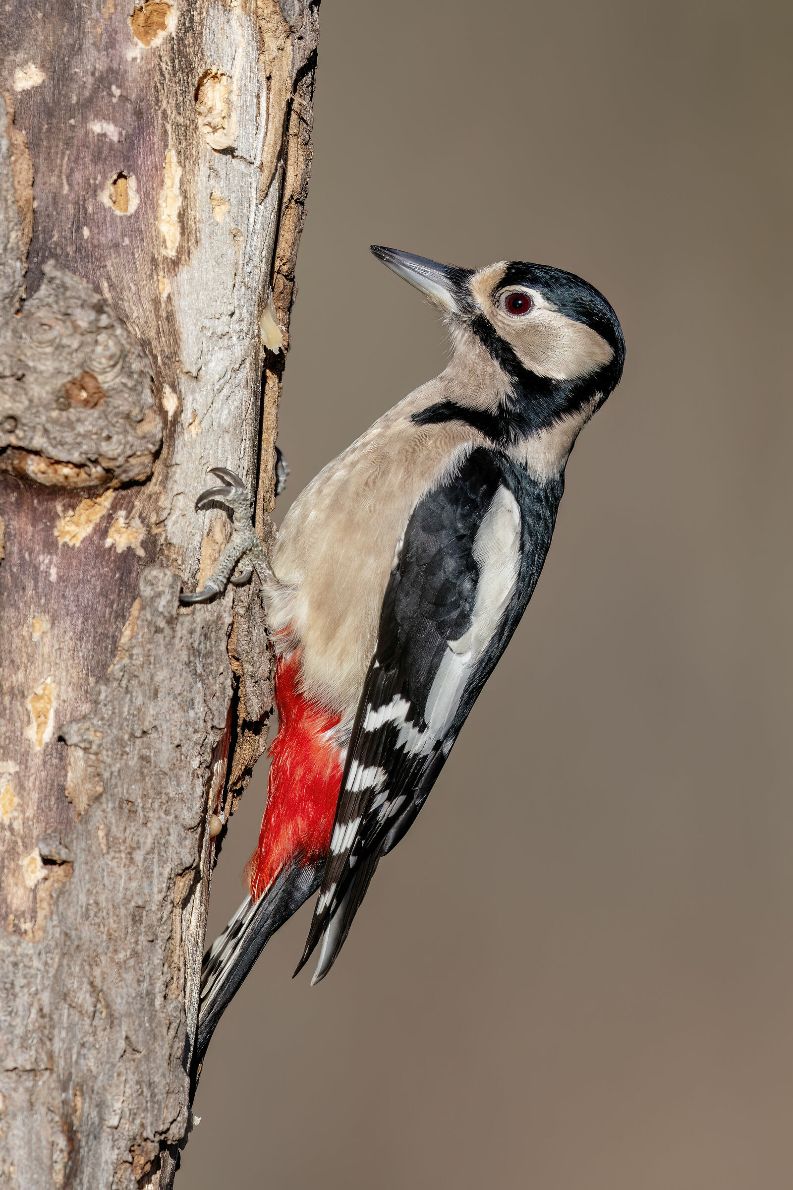 Female Spotted Woodpecker