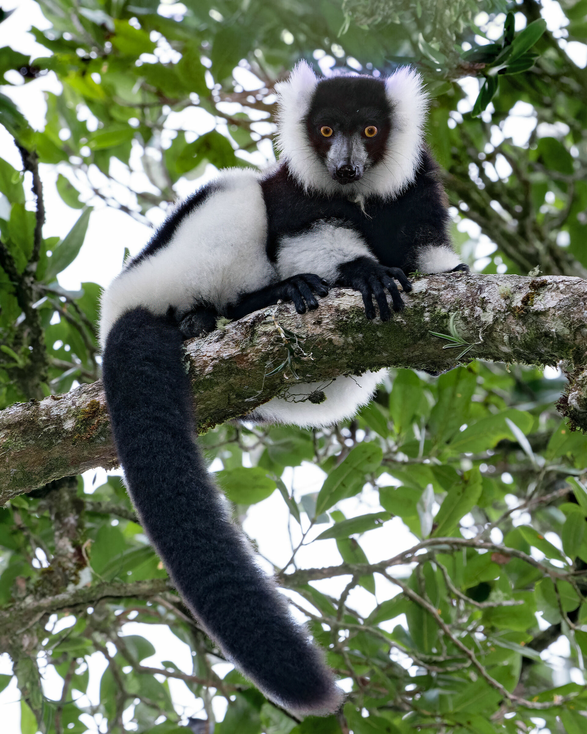 Miscellaneous black and white