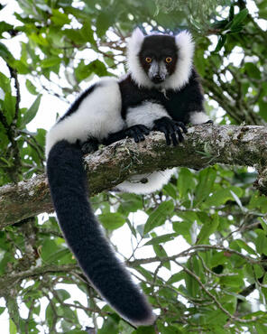 Varecia variegata