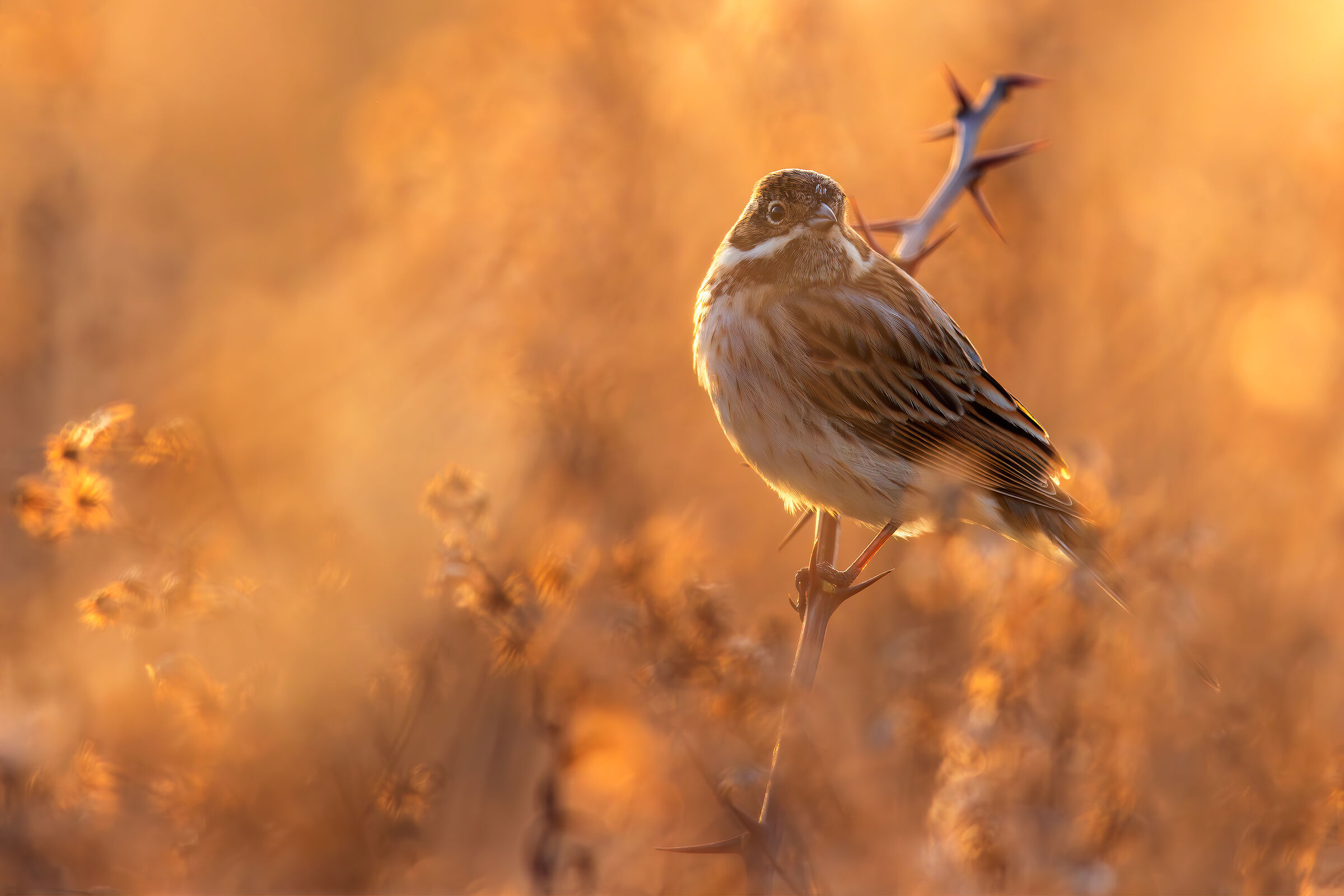 Migliarino in controluce