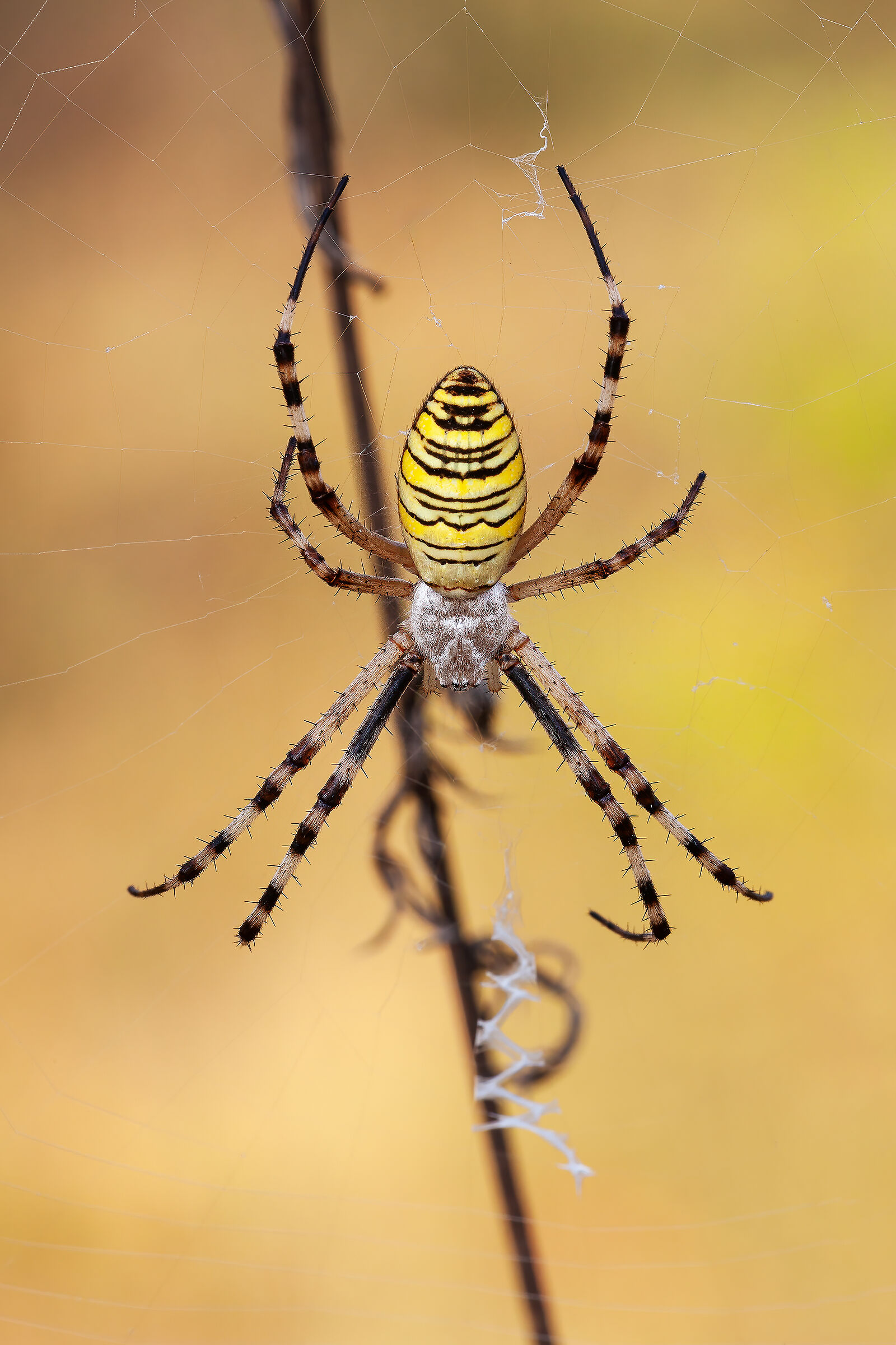 Argiope bruennichi