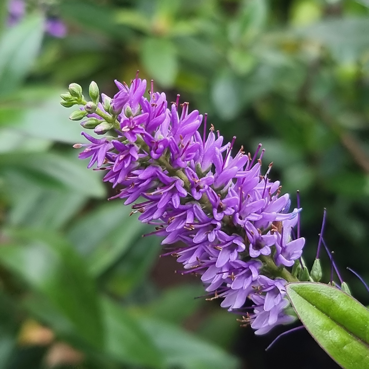 Veronica in giardino a dicembre