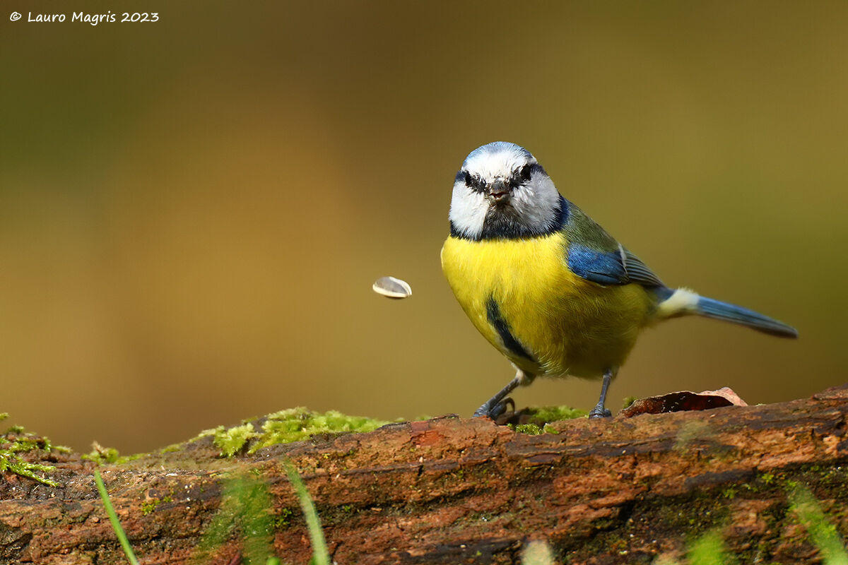 La cinciarella e la navicella spaziale