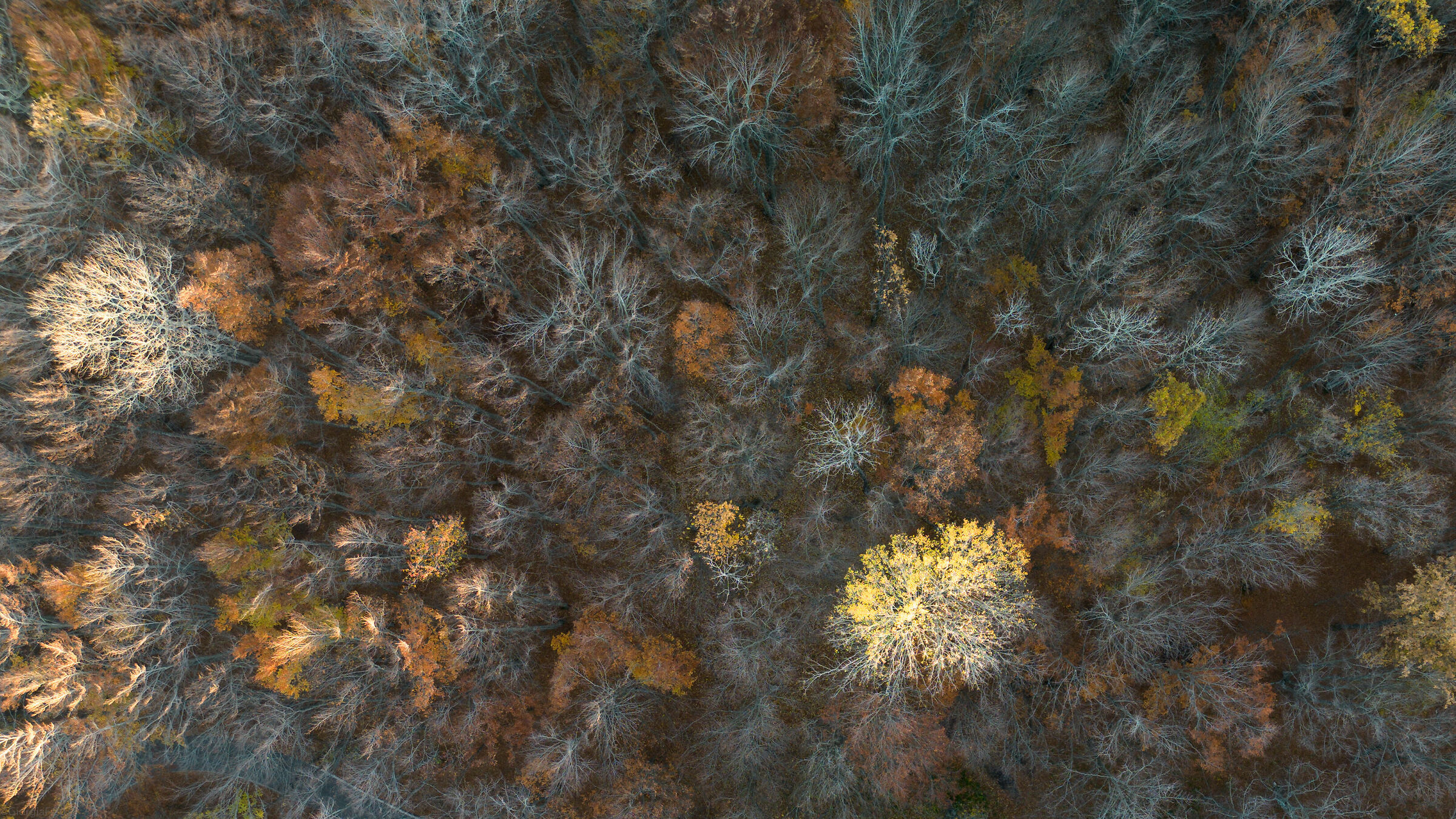 Autumn-winter picture