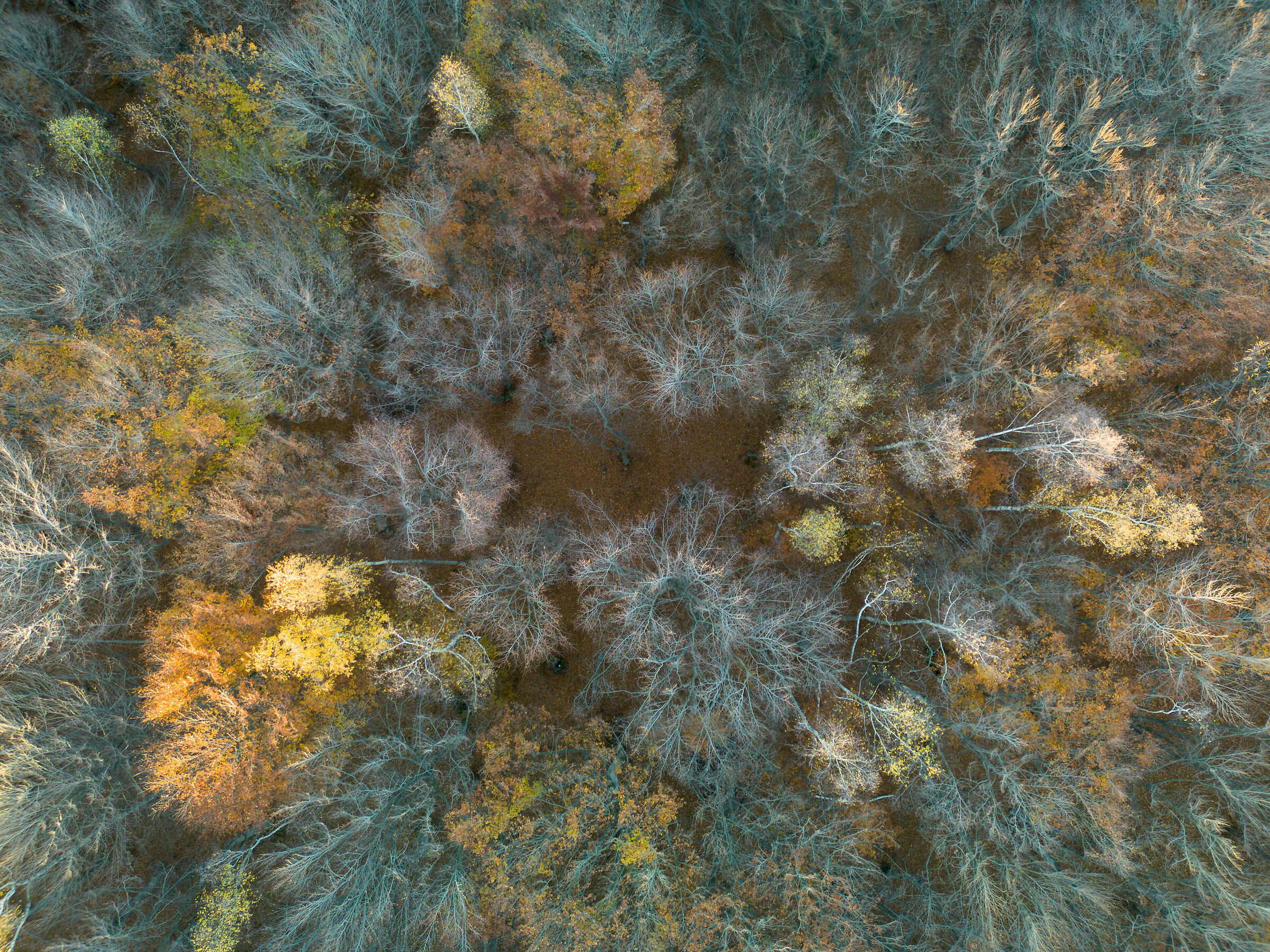 Autumn-winter picture