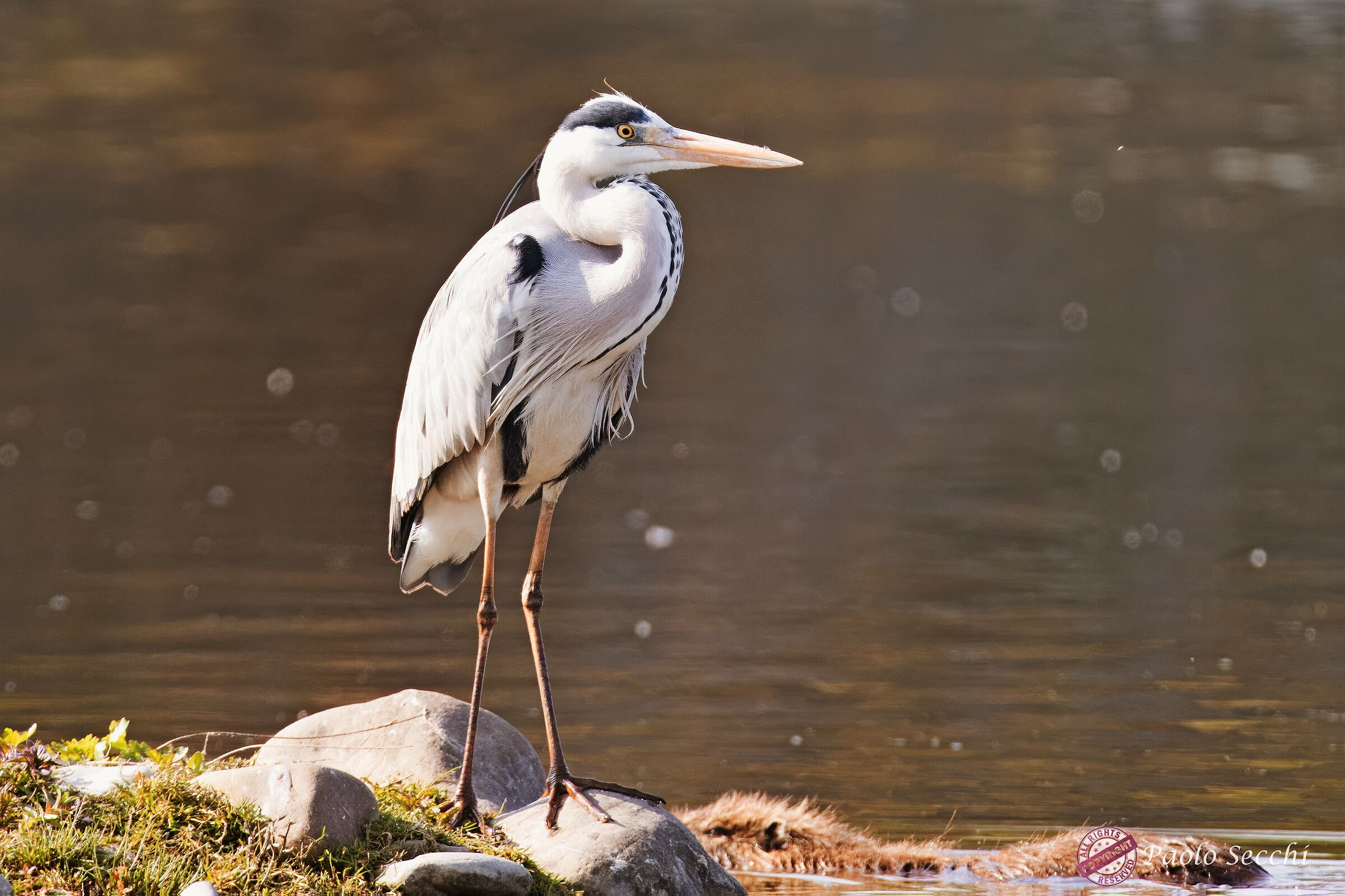 Gray heron in the early morning