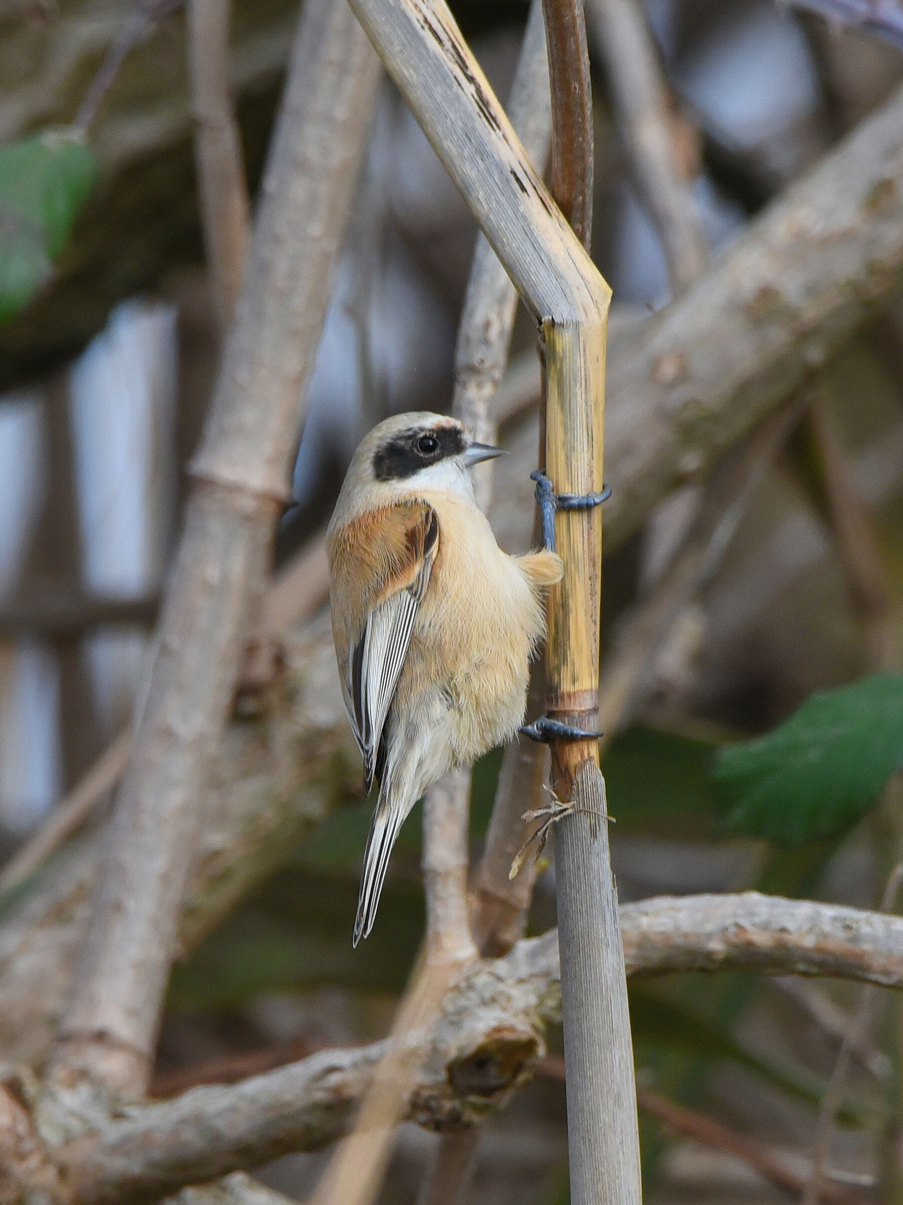 Pendolino, Lake Trasimeno