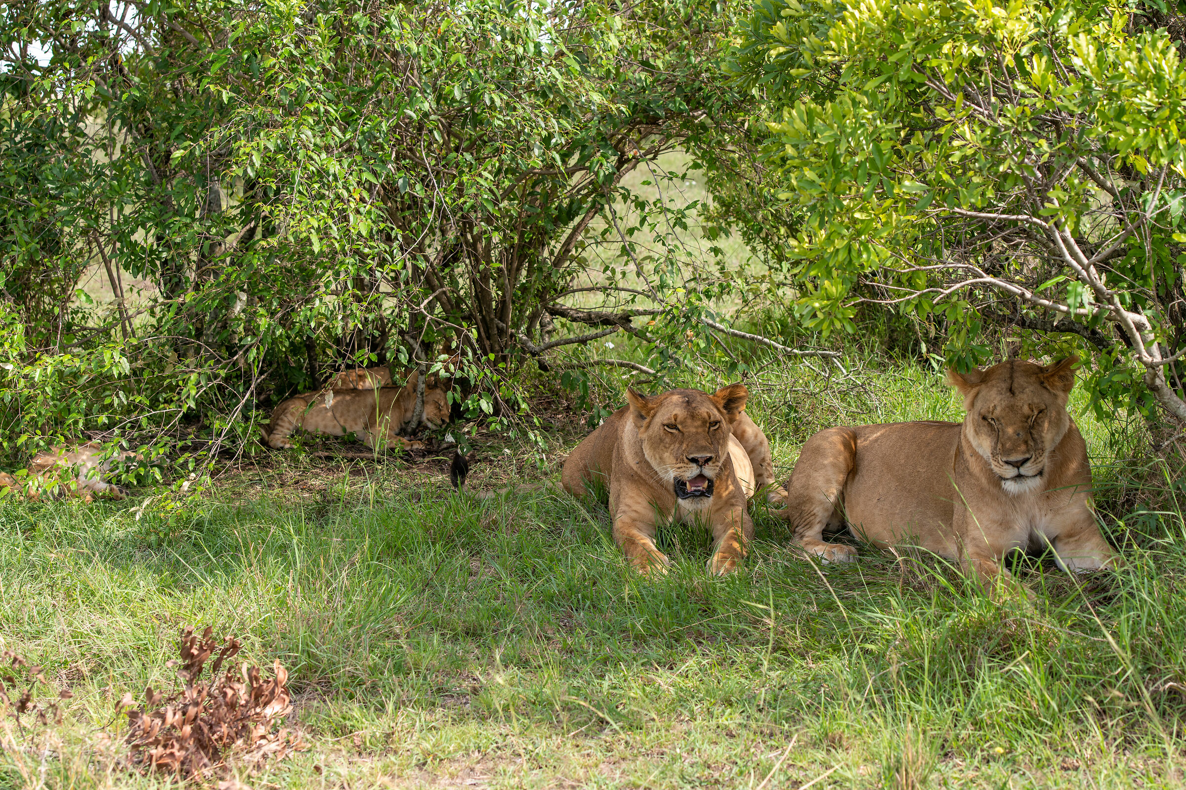 Lionesses with cubs