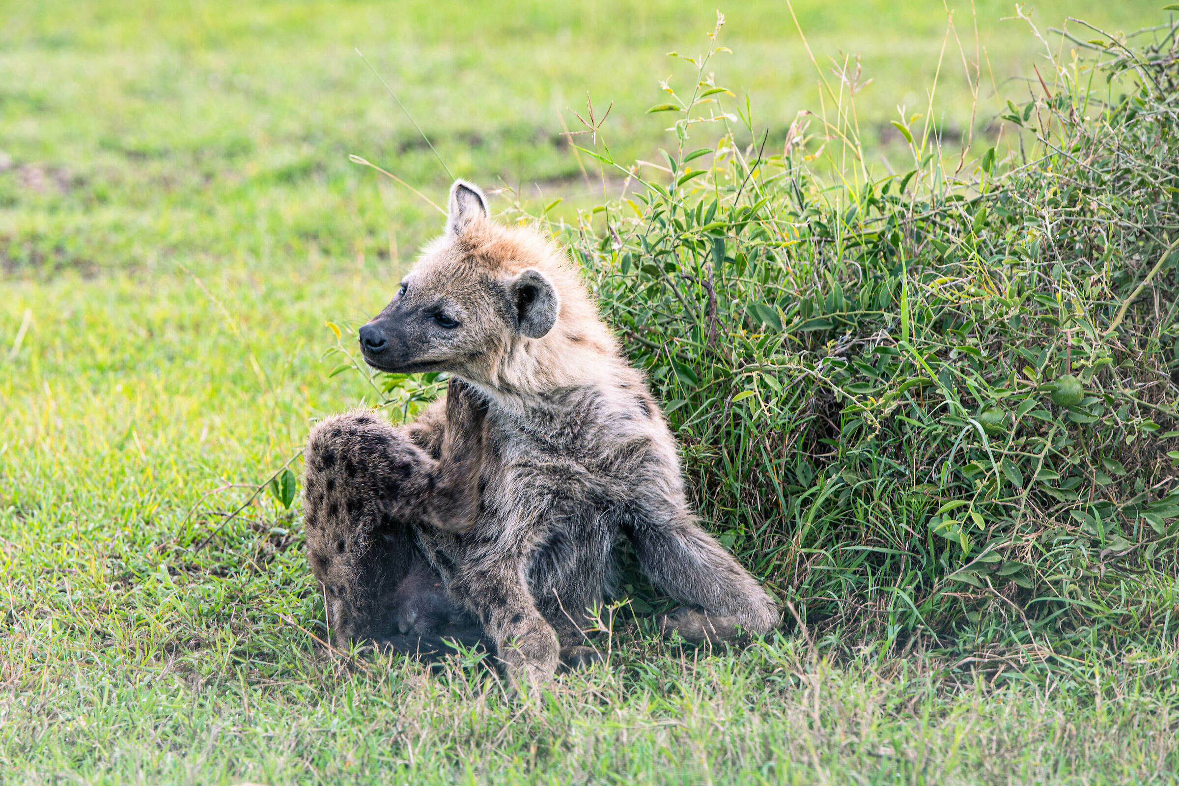 Hyena cub