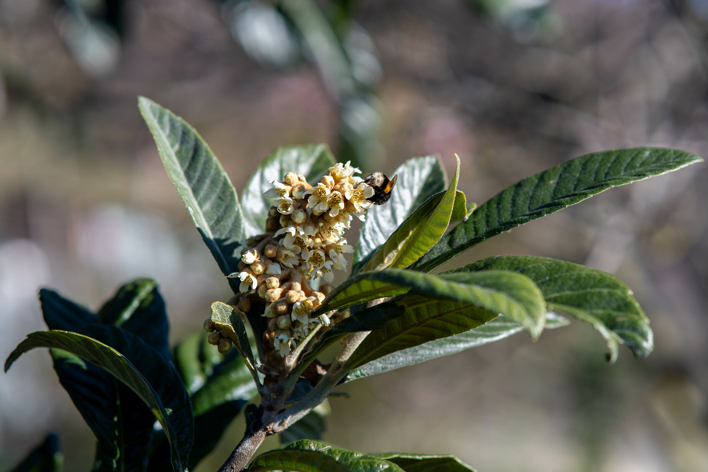 bombo fuori stagione