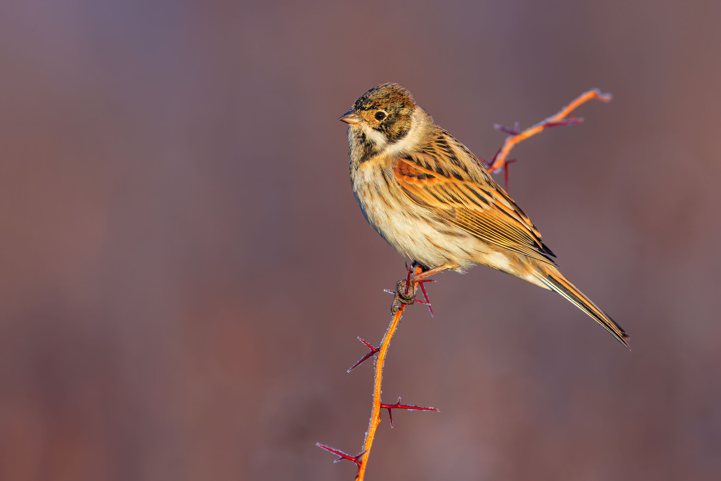 Migliarino di Palude all' Alba