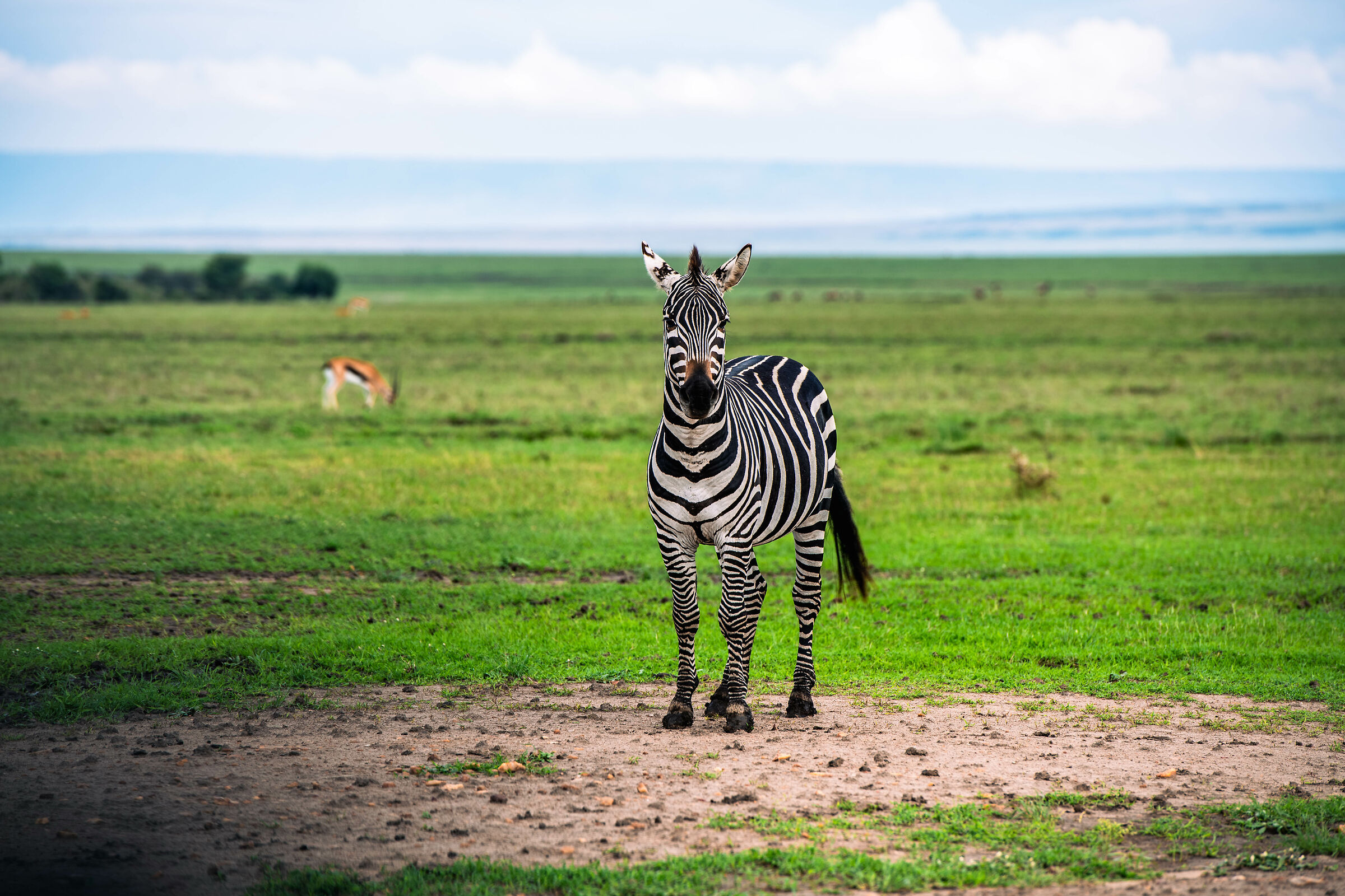 Also beautiful in color