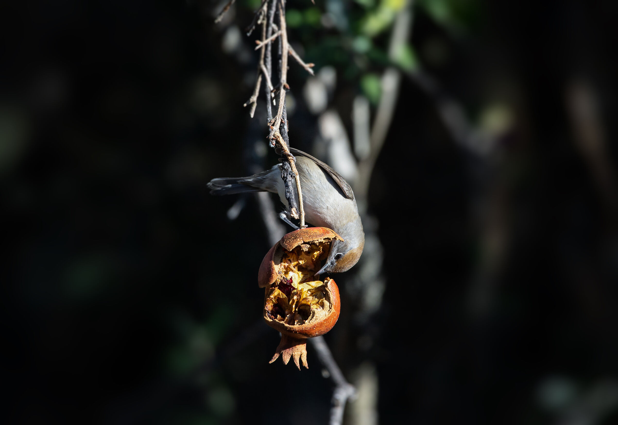 Capinera - Sylvia atricapilla
