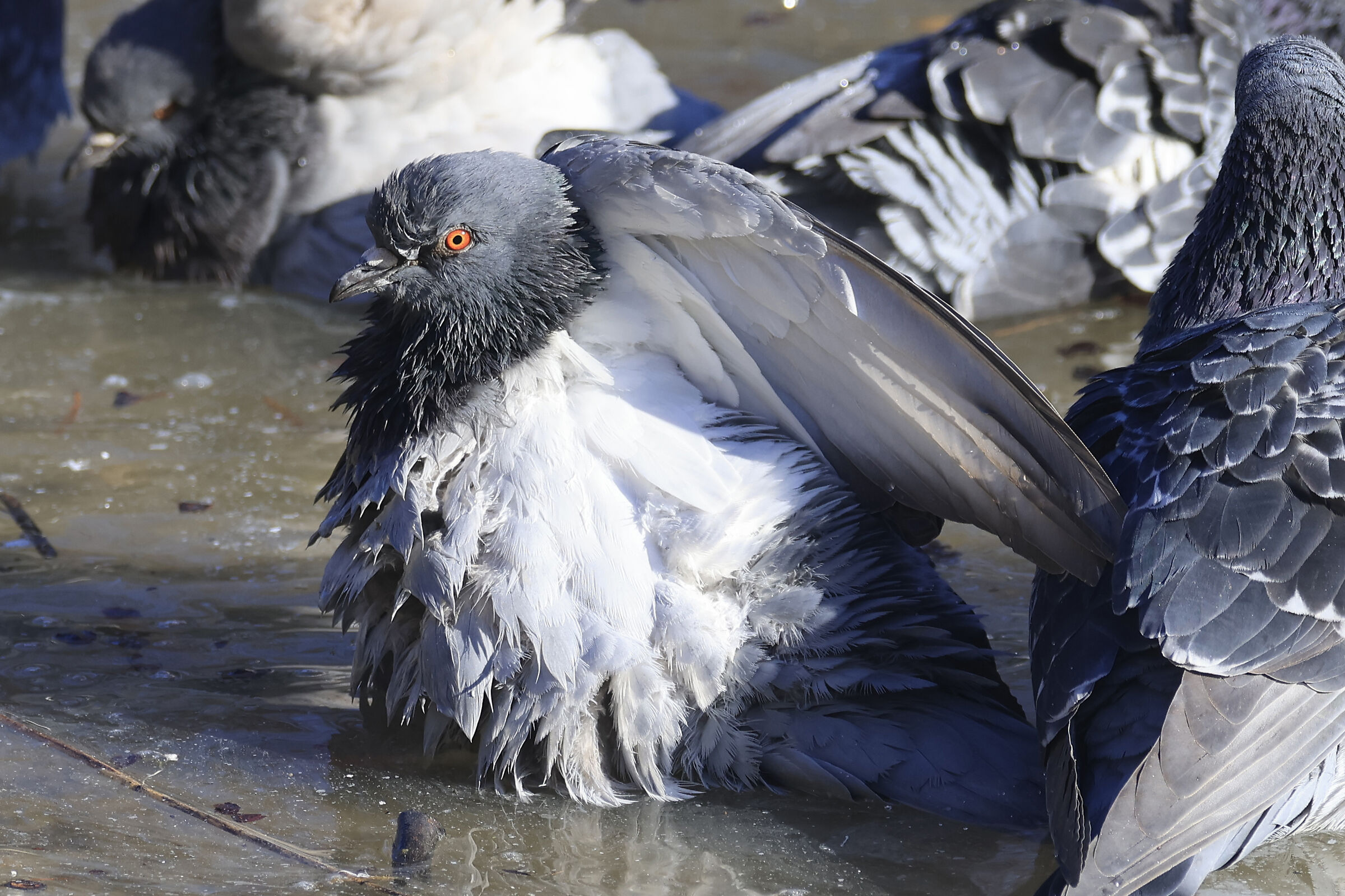 Pigeon - Rimini - 21.12.23