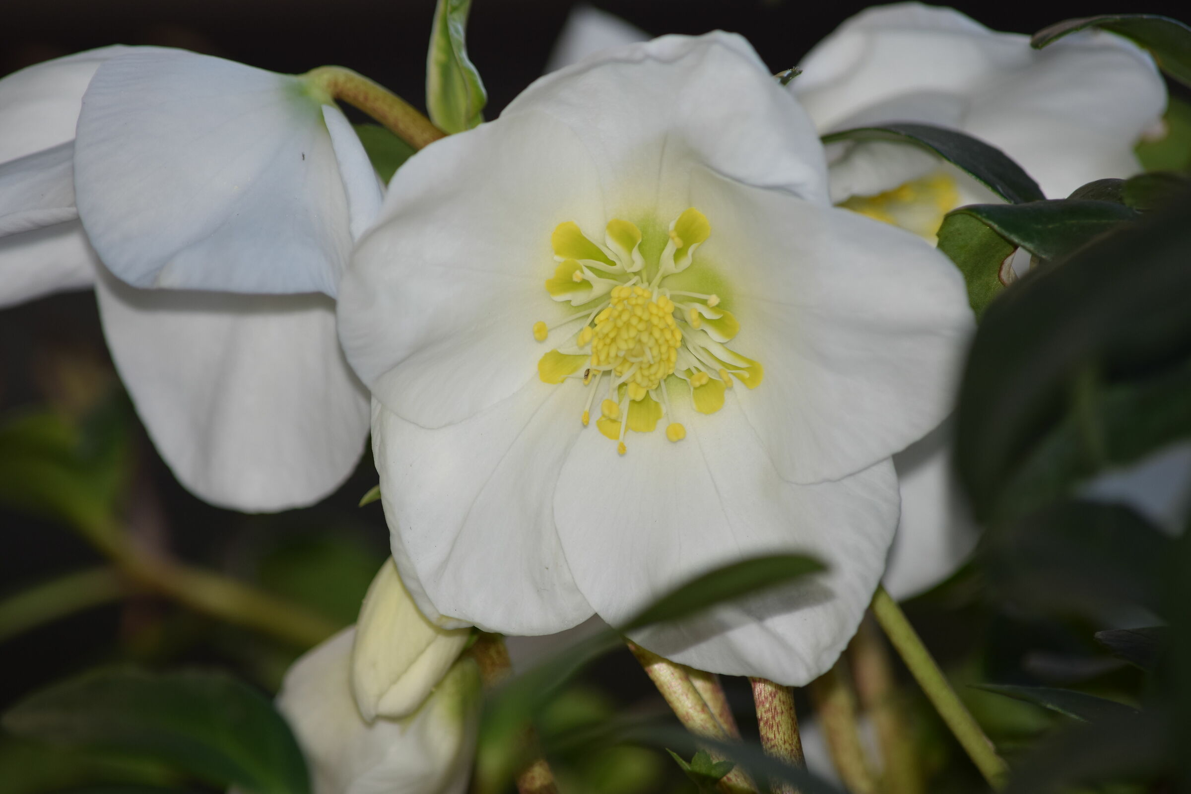 Helleborus niger