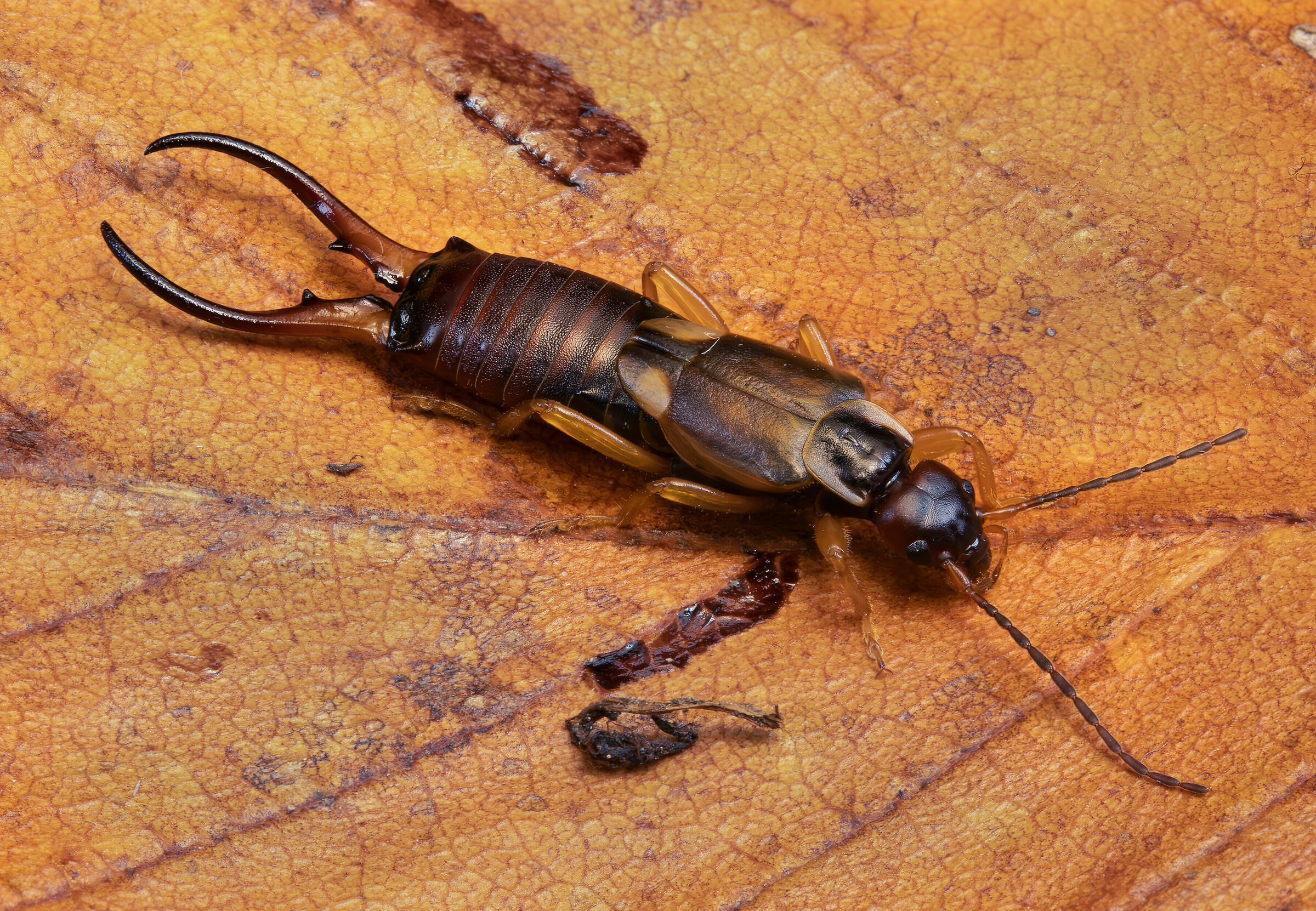 Male auriculary forficula