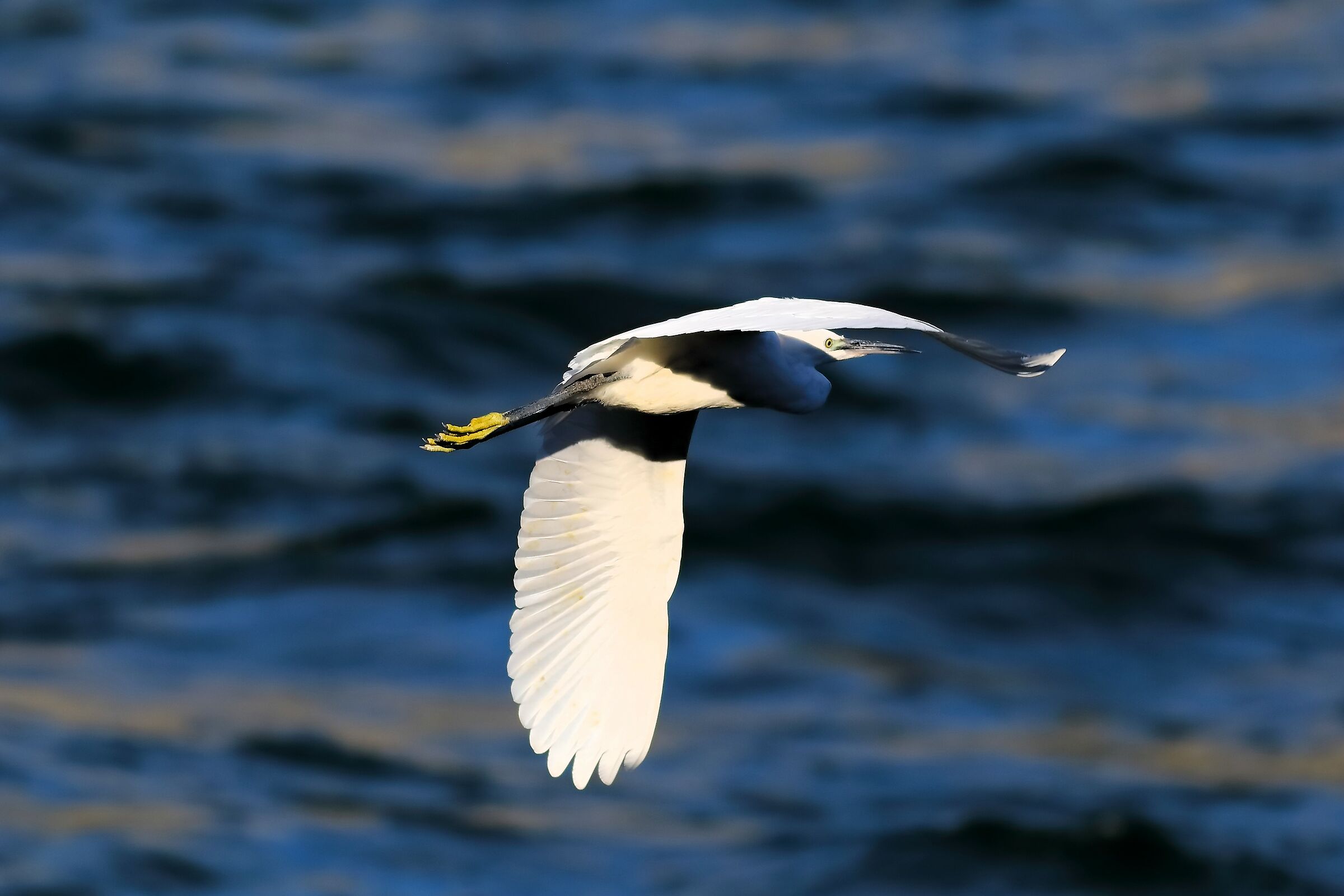 Little Egret 09-08-2023