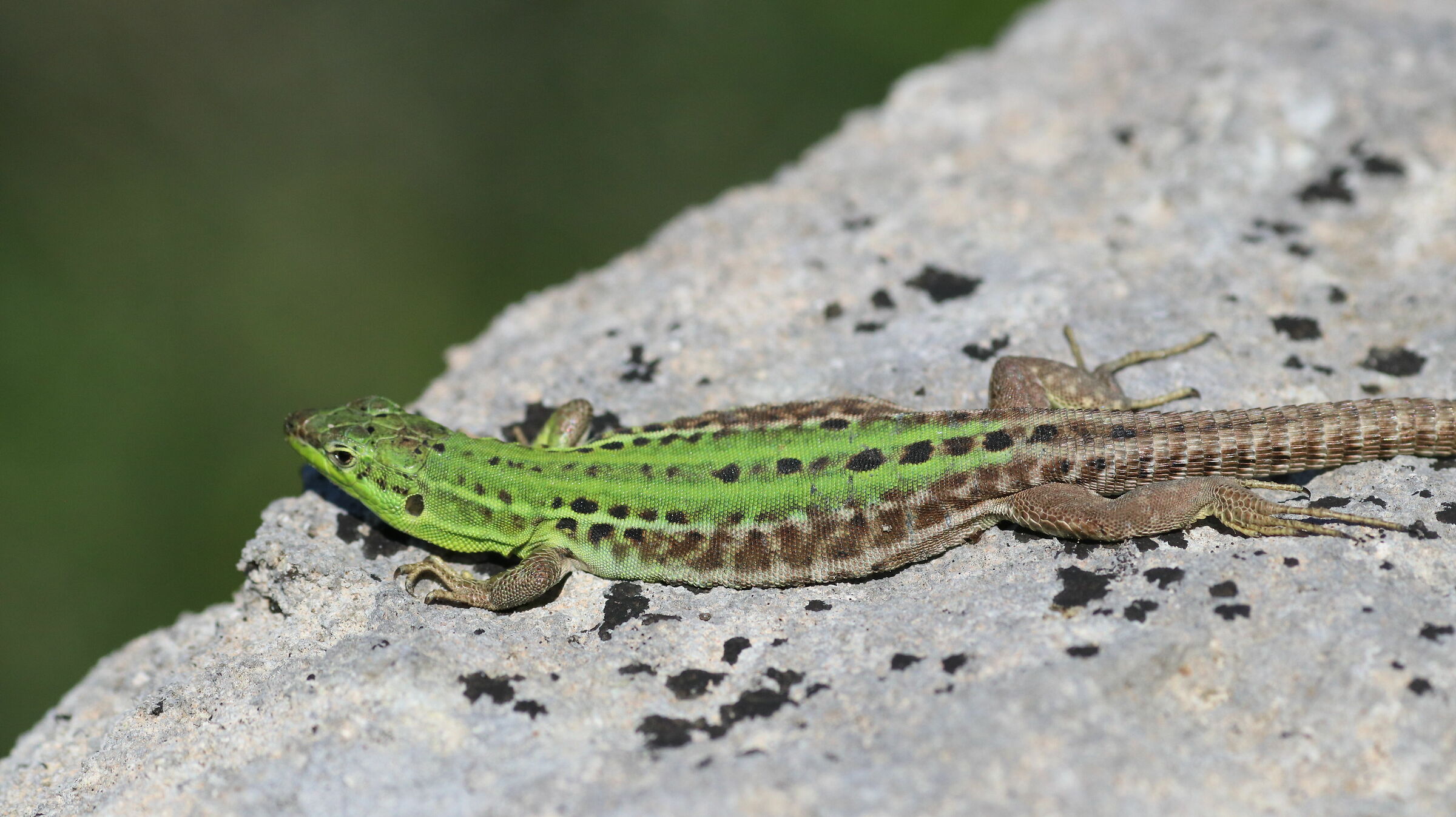 " 1/ 8 Mila, ISO Mille "- Canon 135 F. 2 L Usm, D ...