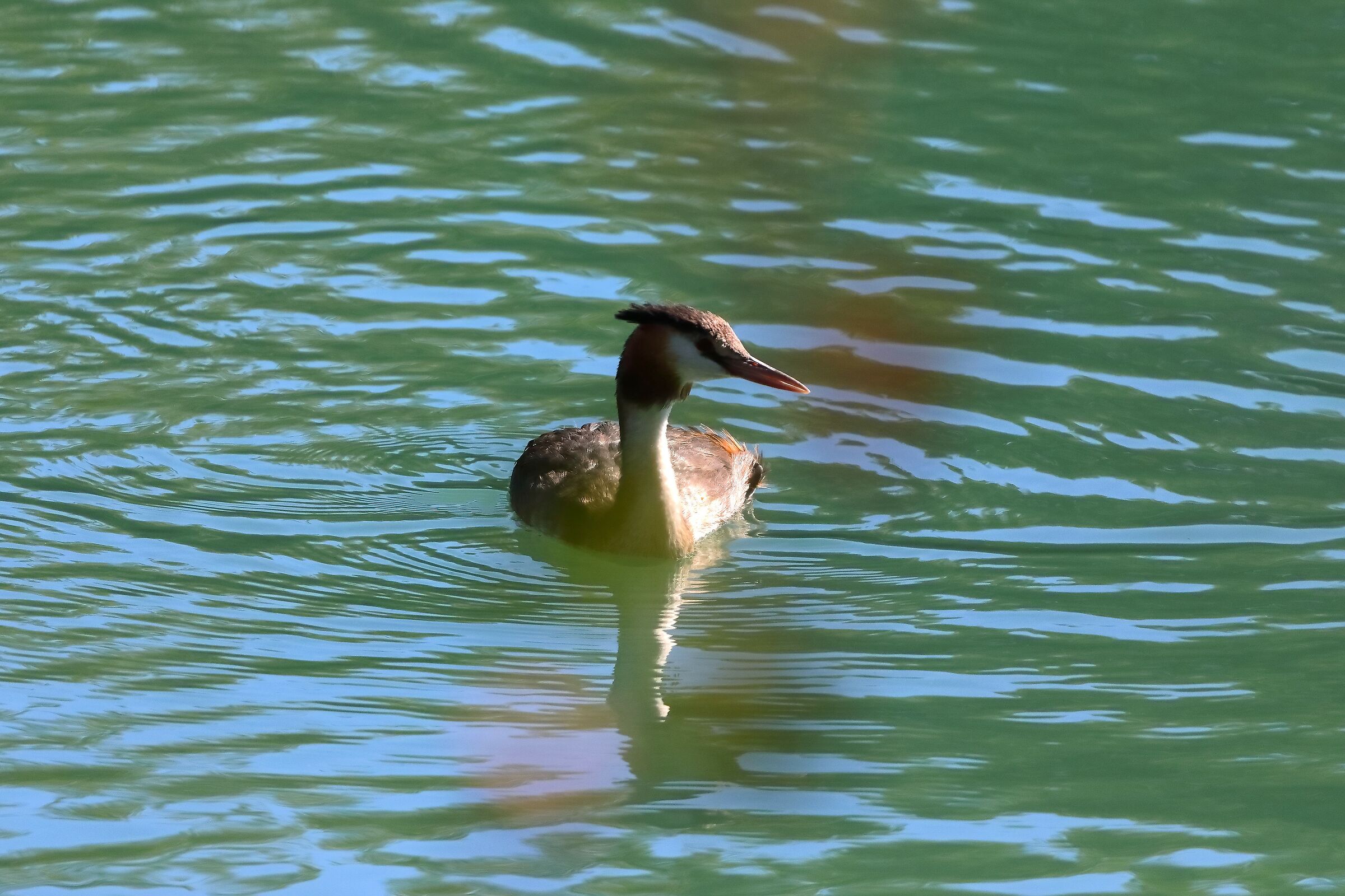 Grebe 25-09-2023