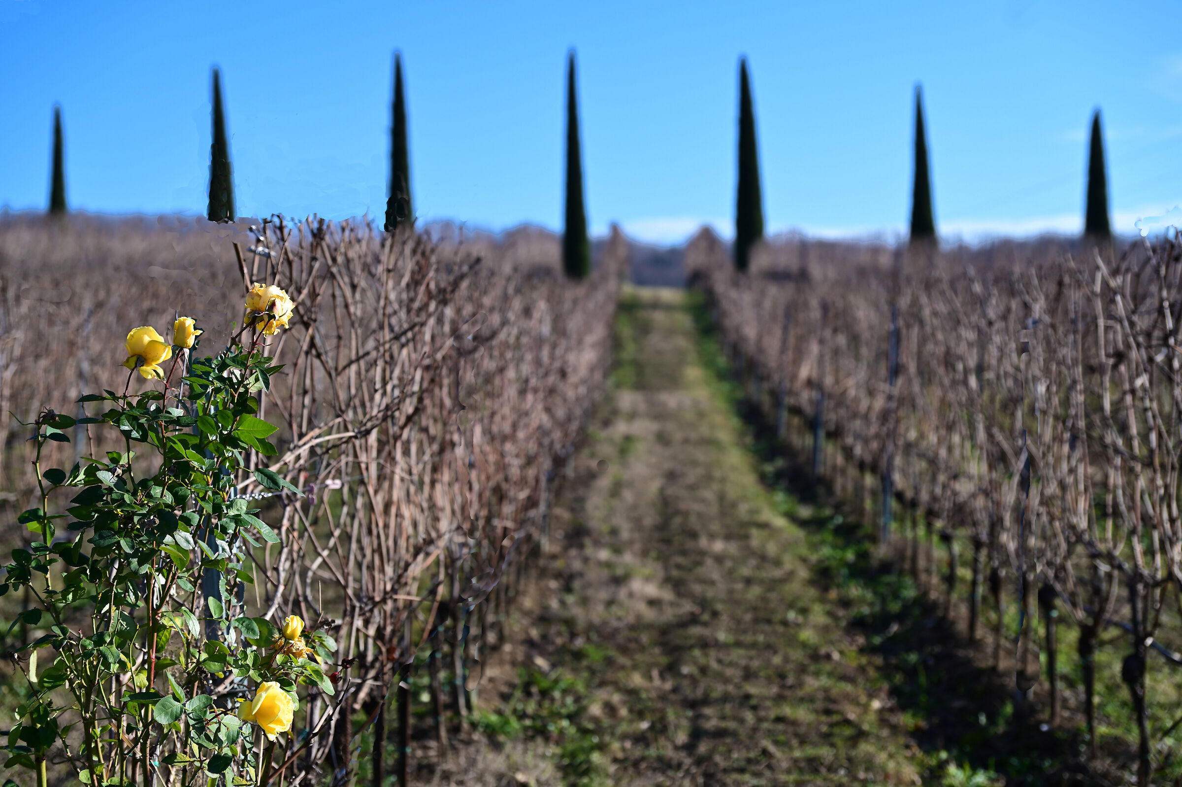 Roselline natalizie.