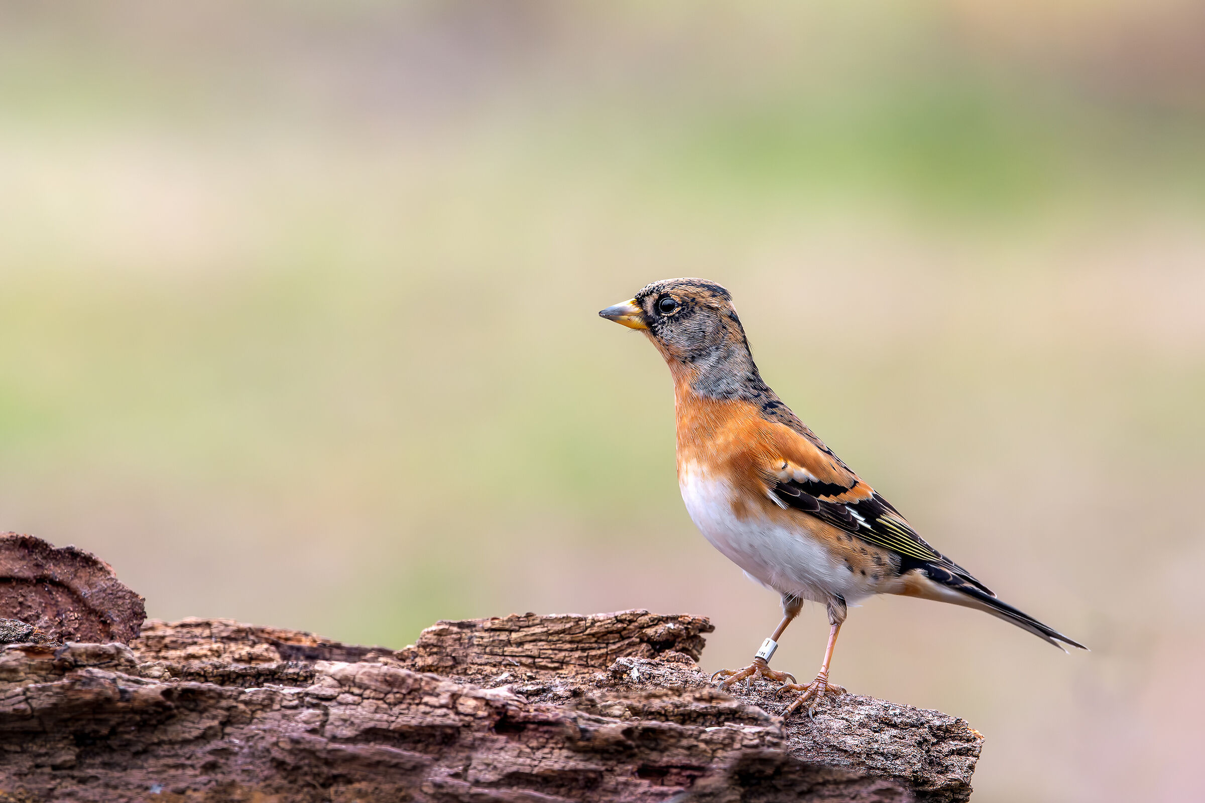 Peppola #capannocora