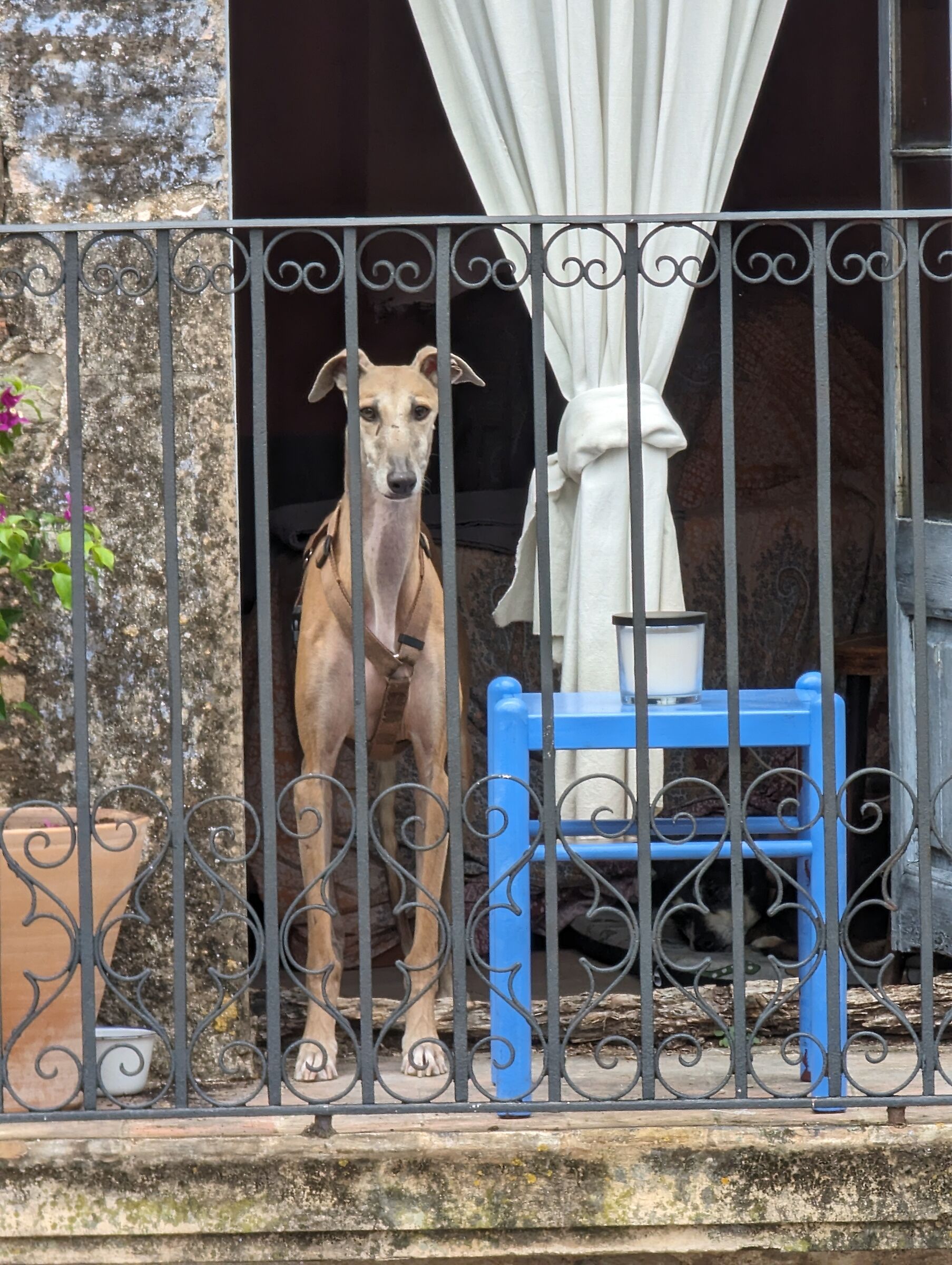 Dog in Santa Pau