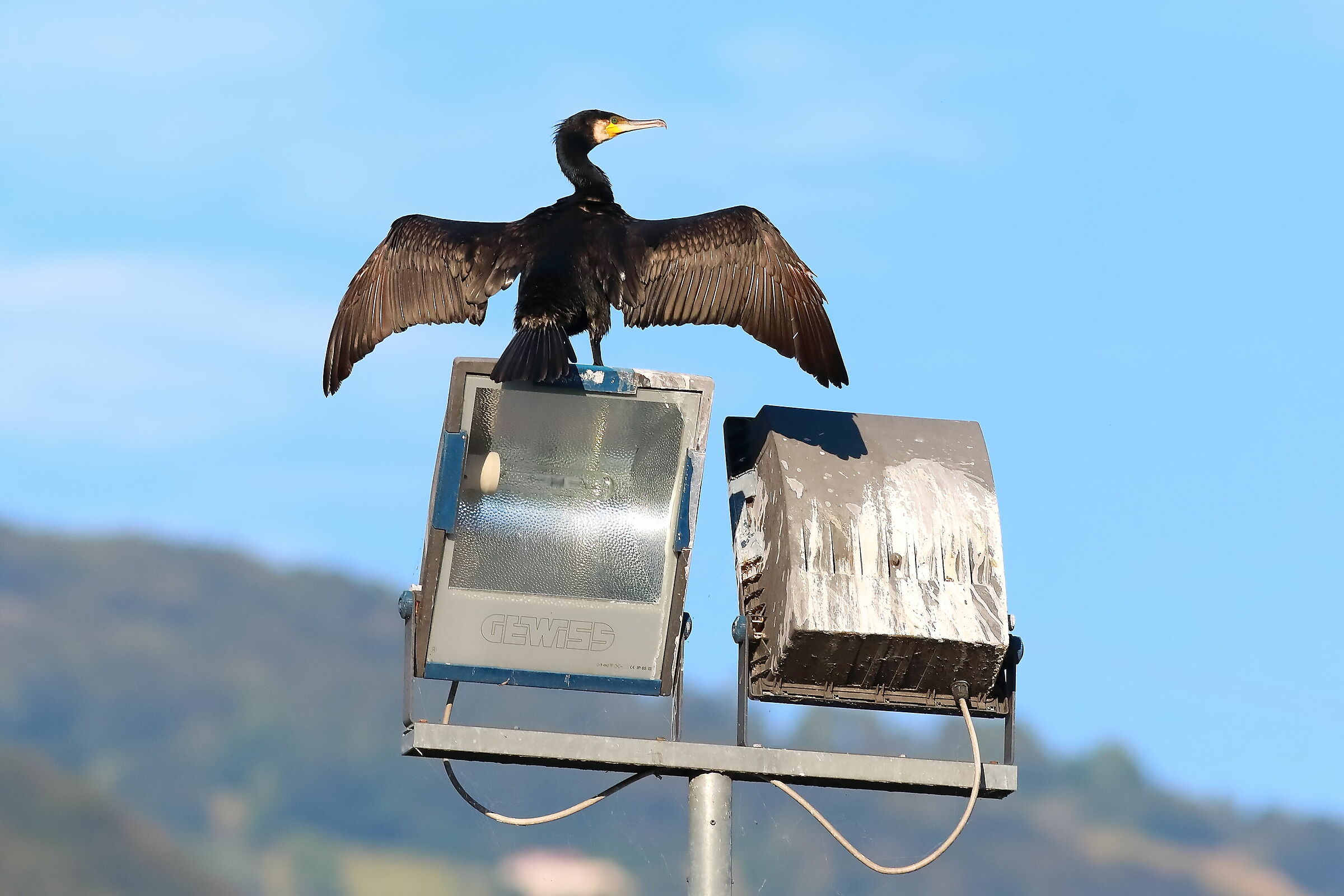 Cormorant 09-08-2023