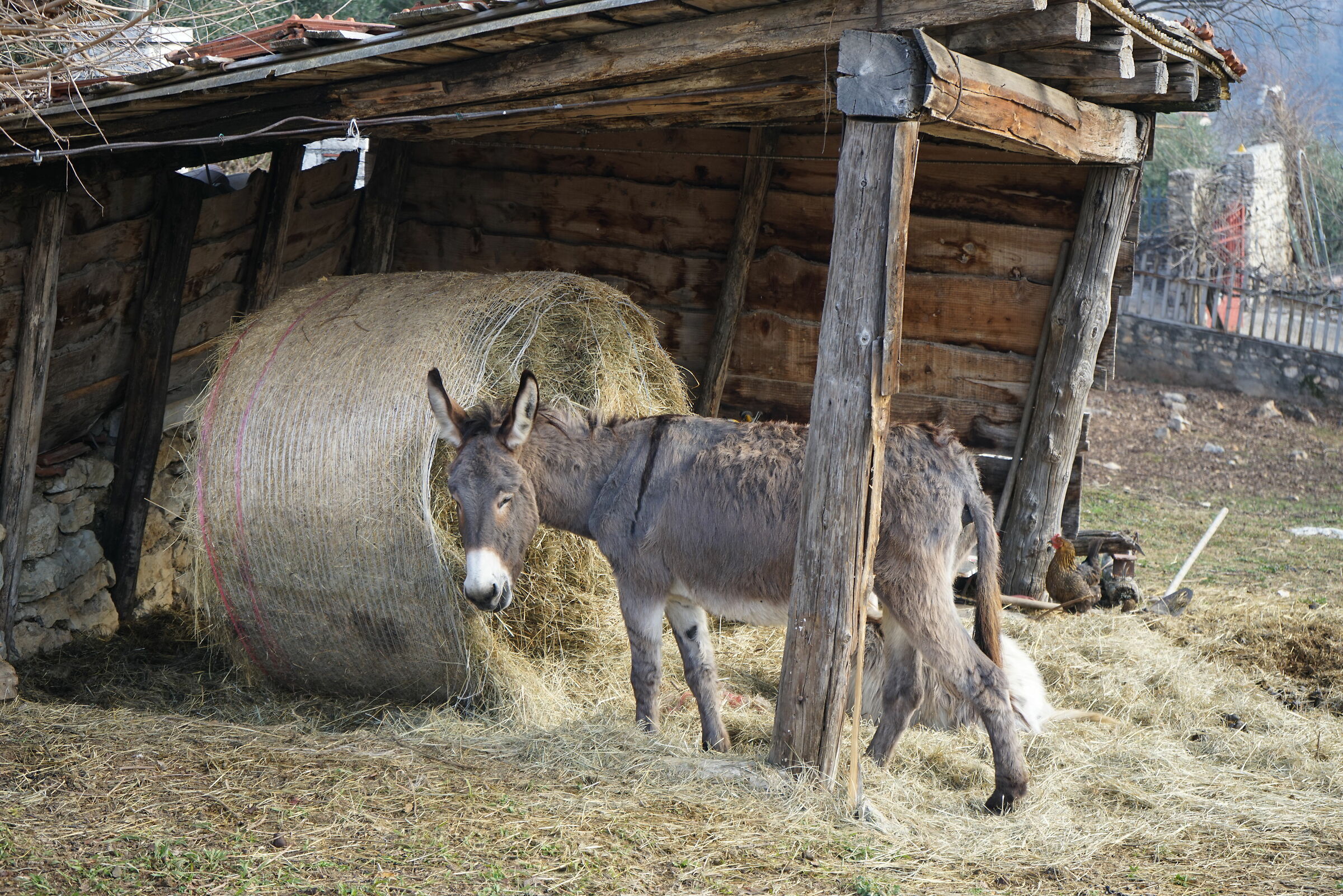 Somarello sorridente
