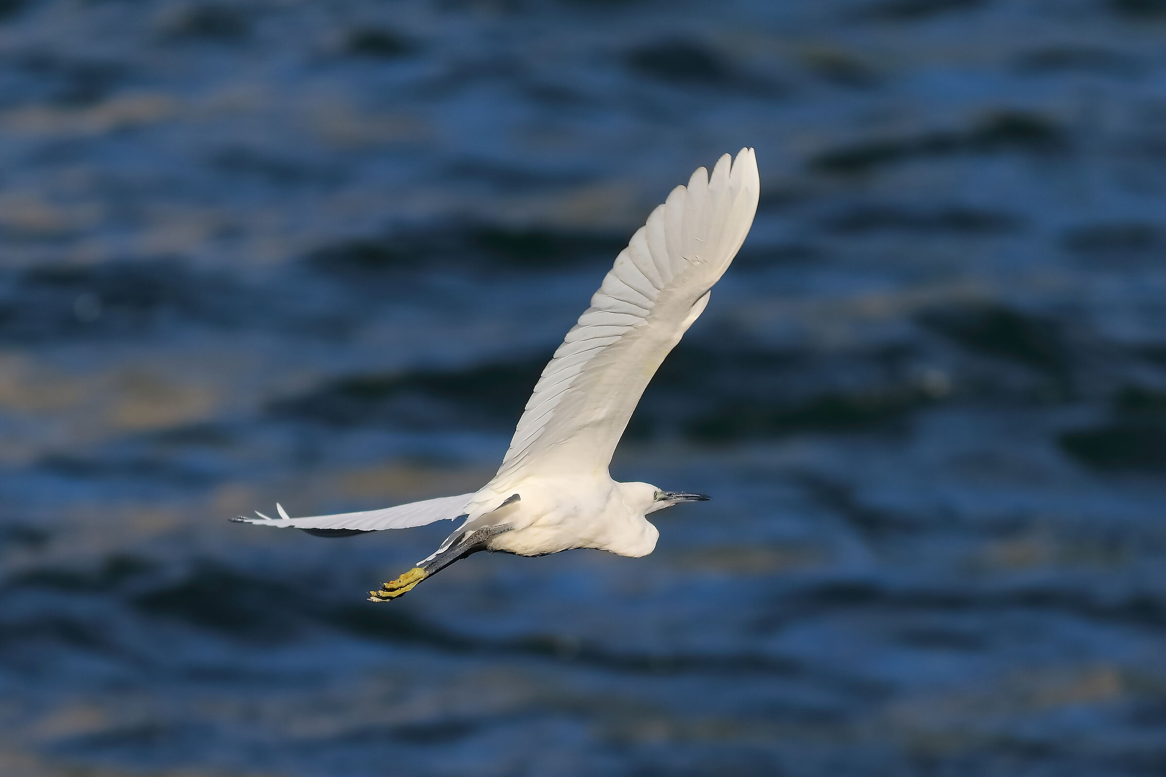 Little Egret 09-08-2023