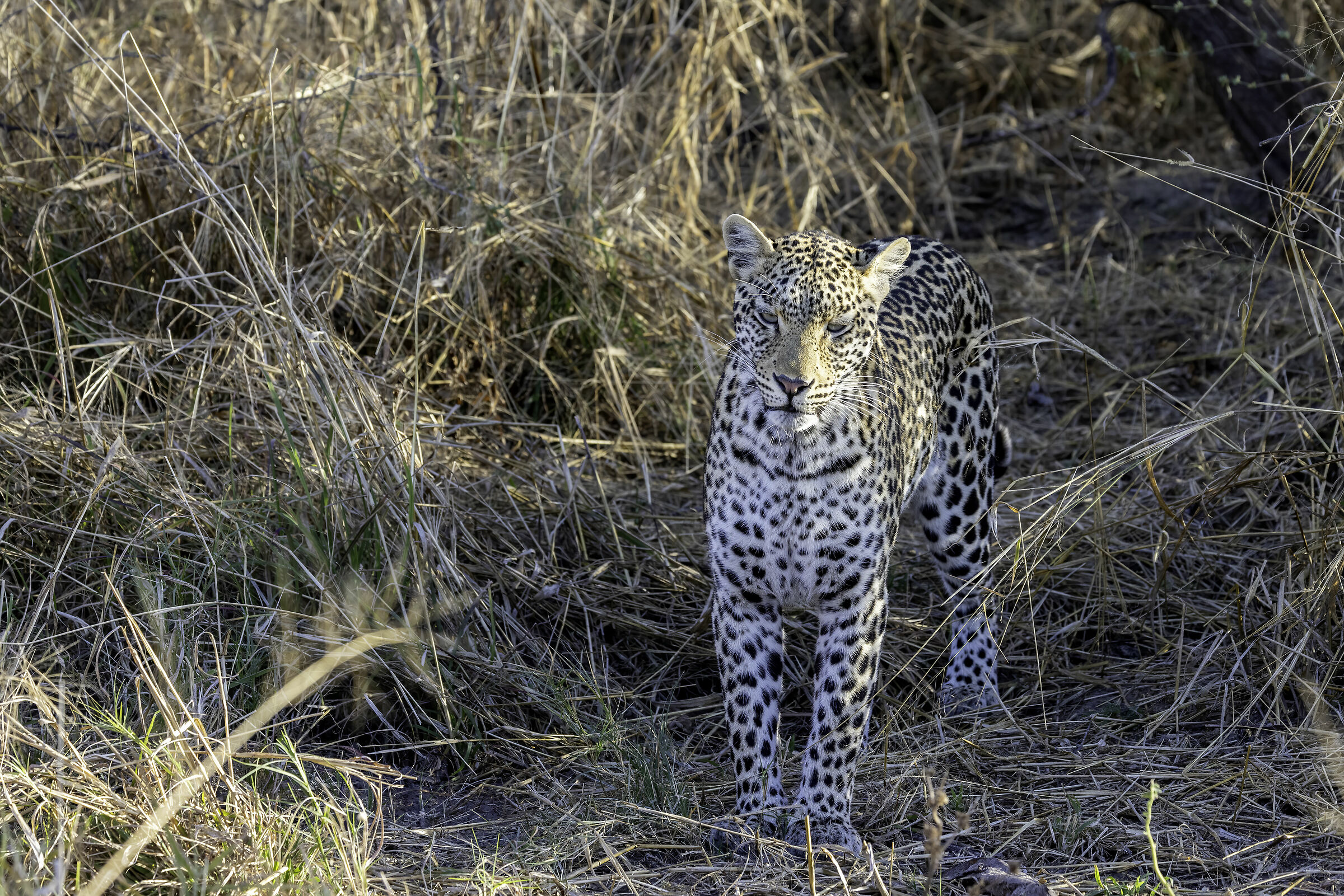 Botswana luglio 2022 leopardo