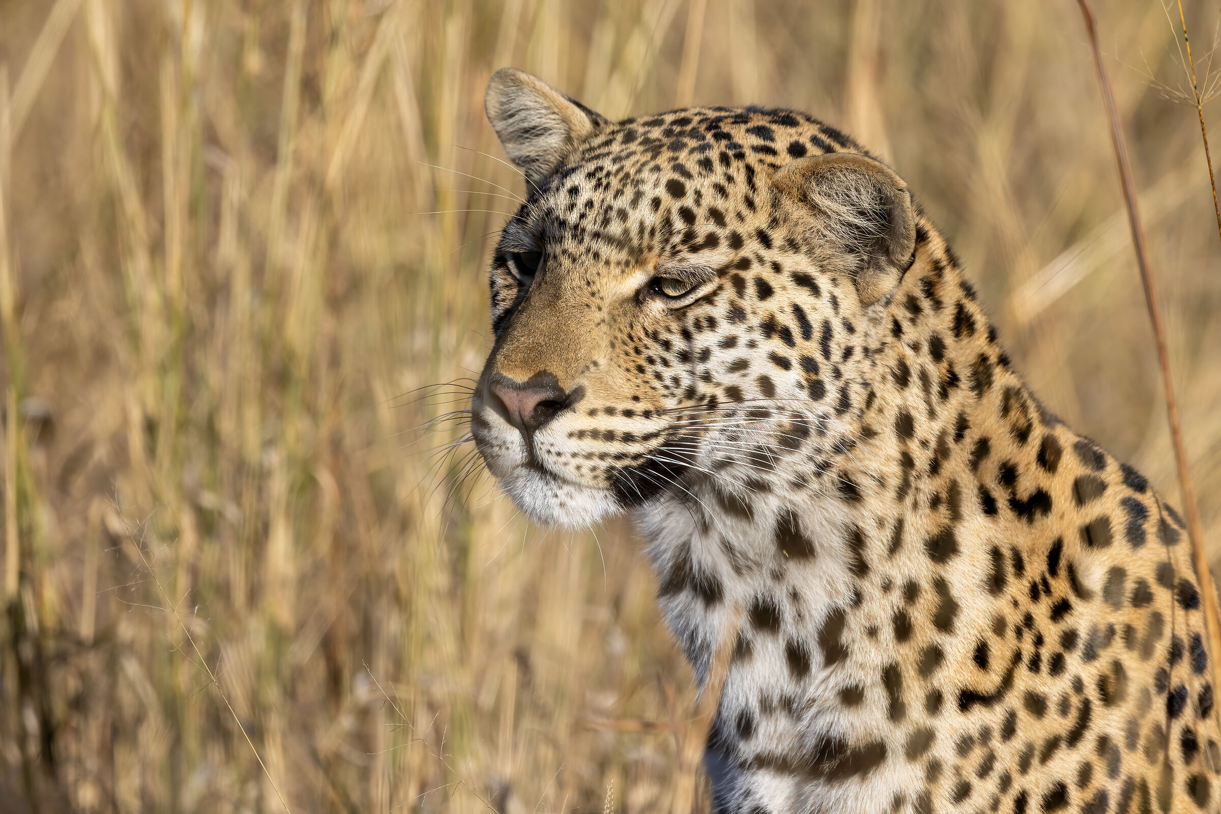 Botswana luglio 2022 leopard