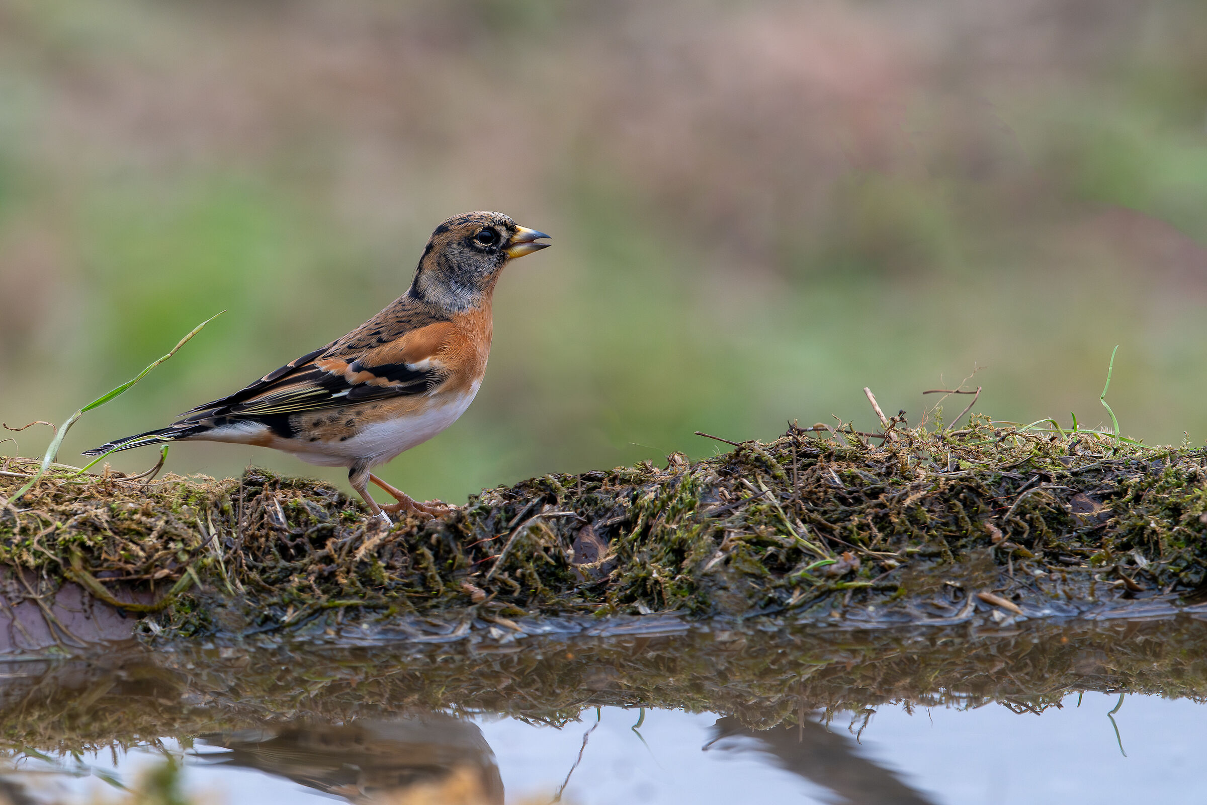 Peppola #capannocora