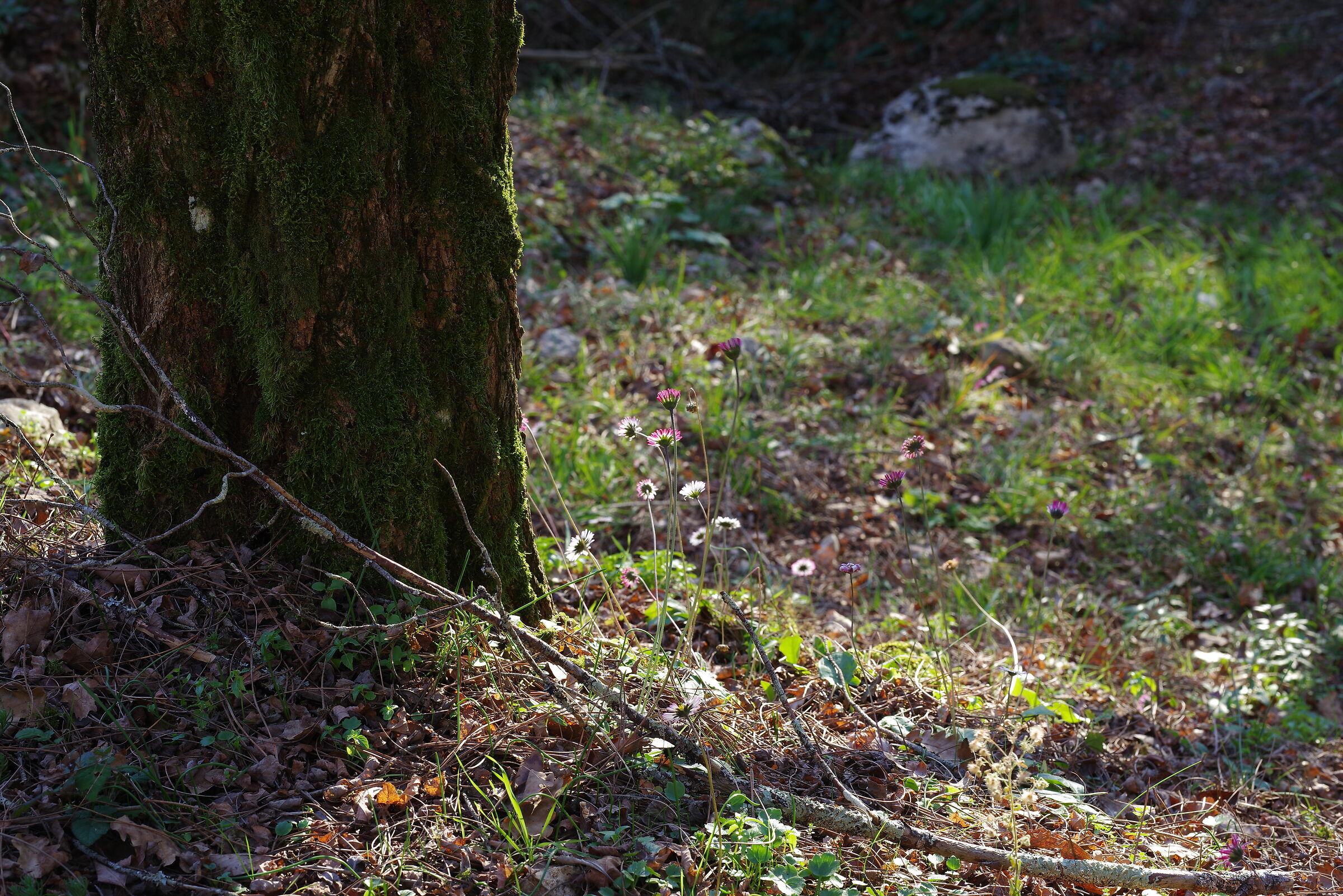 Giardino grotte di Pastena (Frosinone)