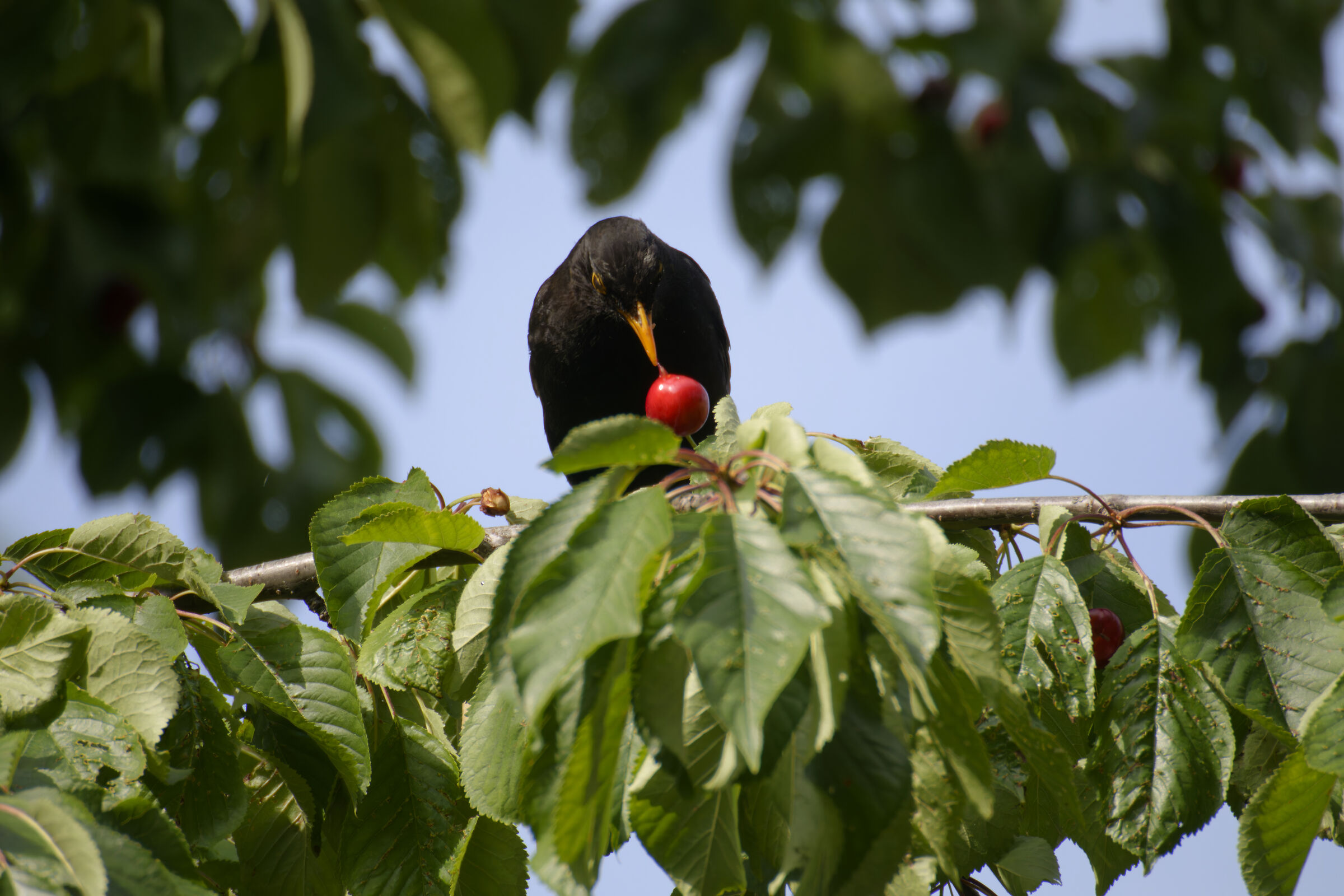 Il banchetto del merlo