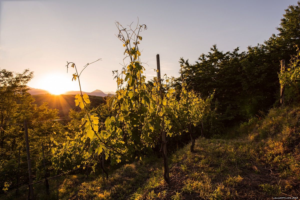 Sunset between the rows