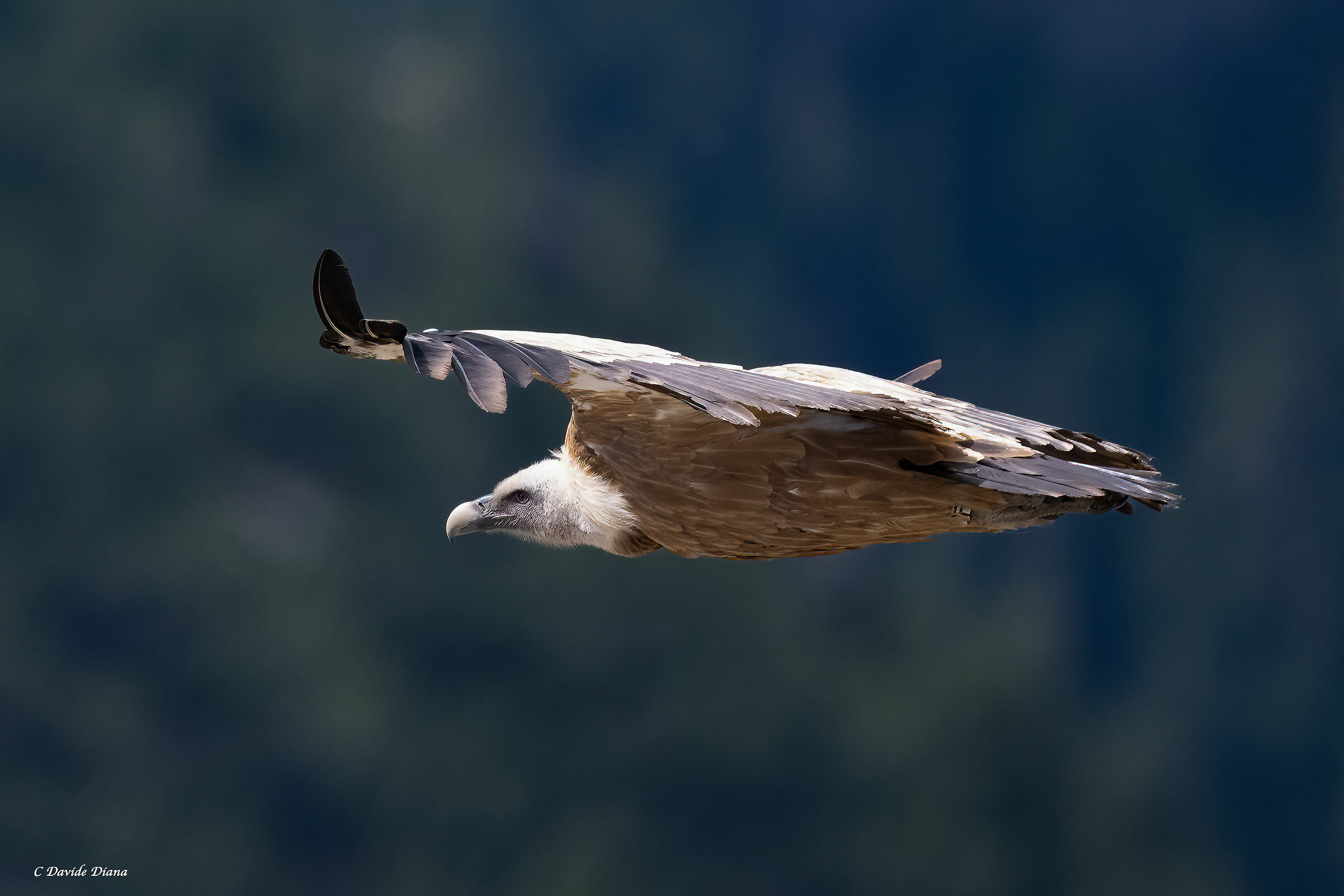 Griffin - Val Cenis France