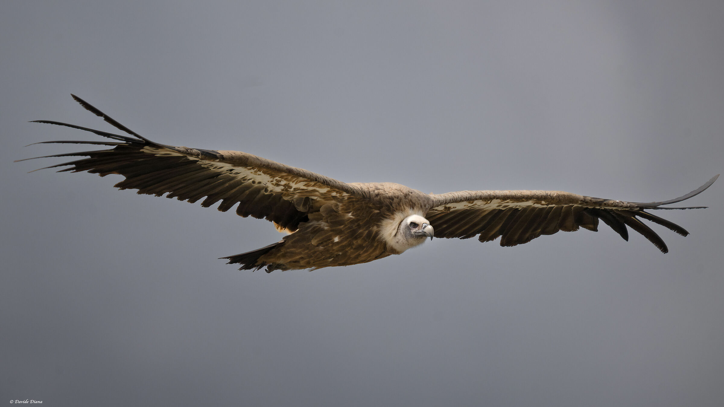 Griffin - Val Cenis France