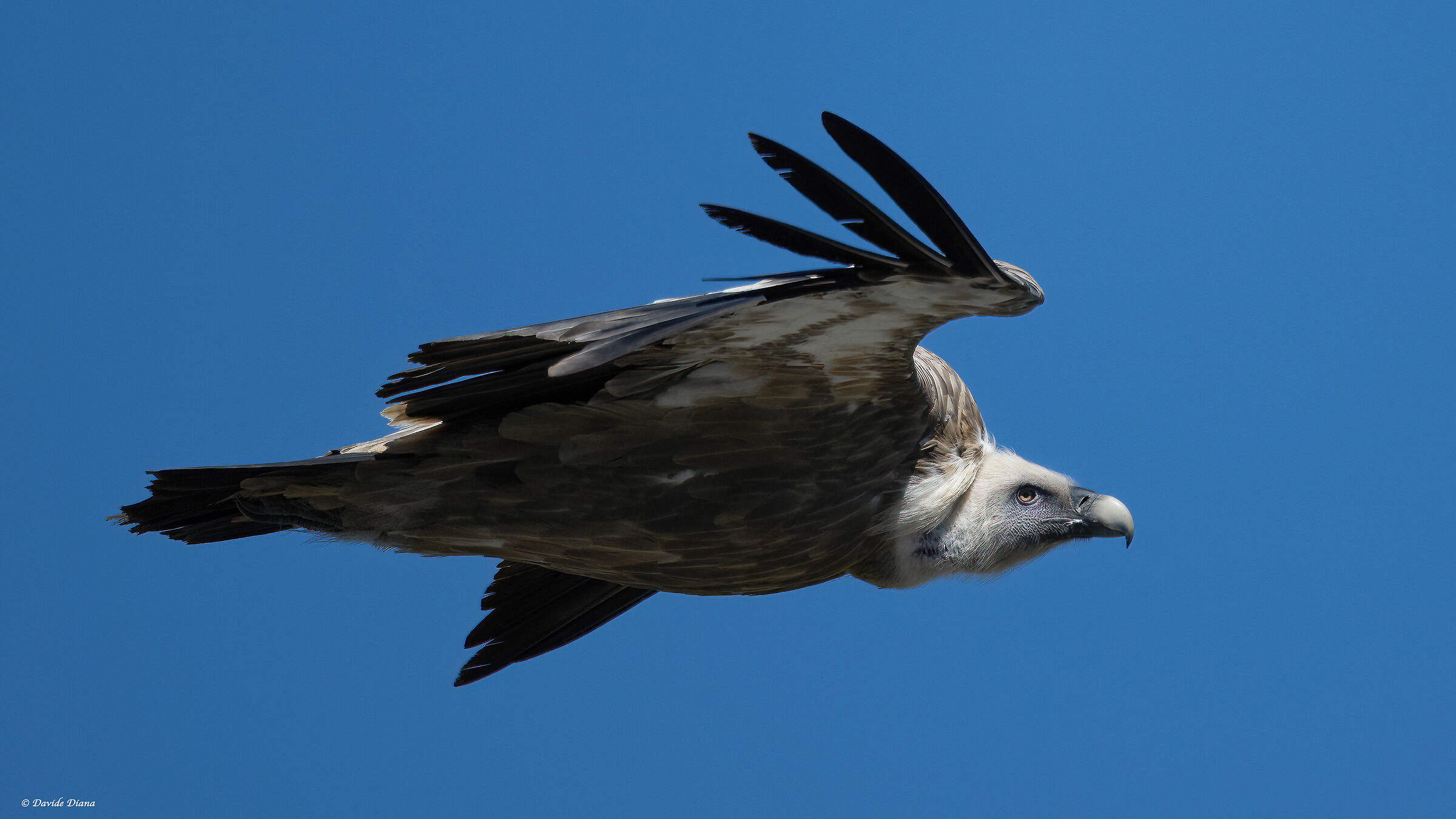 Griffin - Val Cenis France