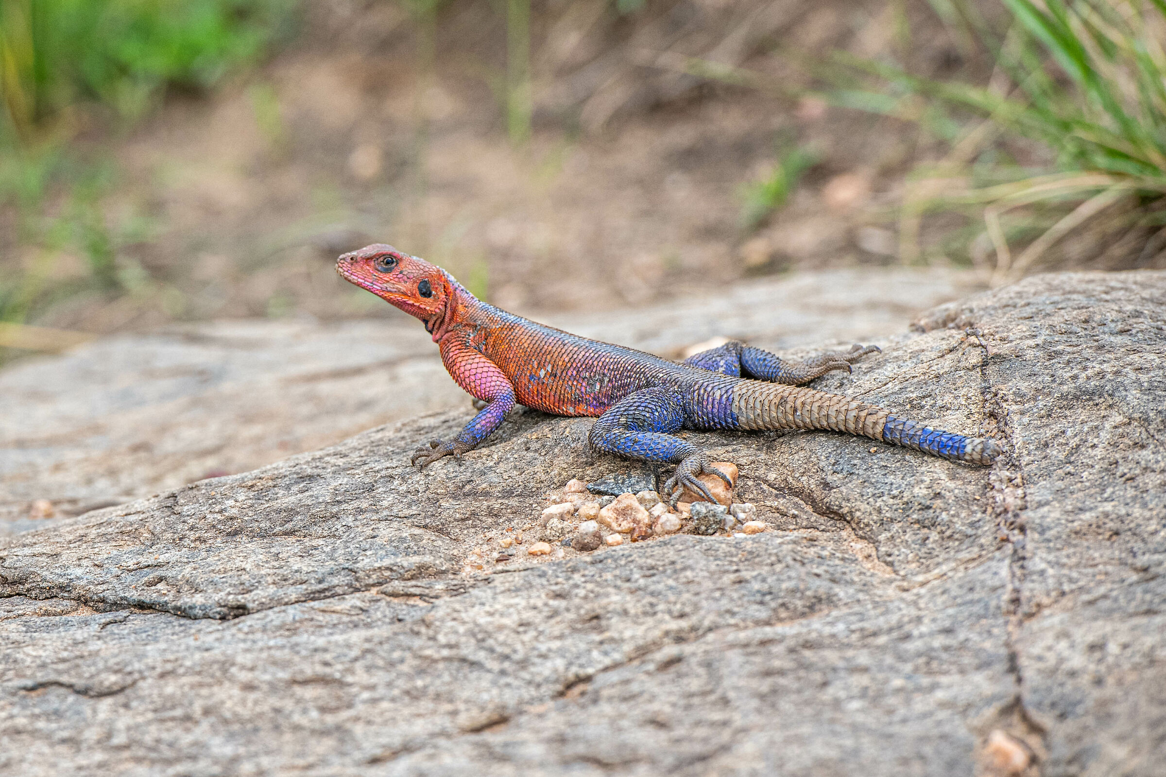 African lizard